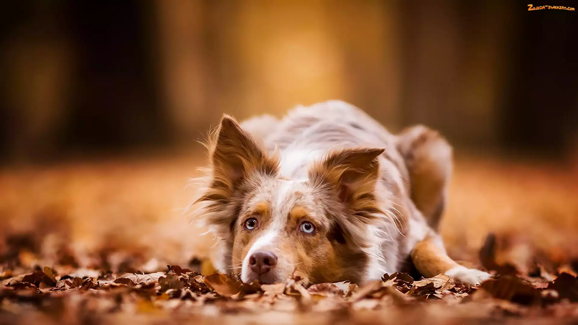 Ściółka, Brązowy, Border collie