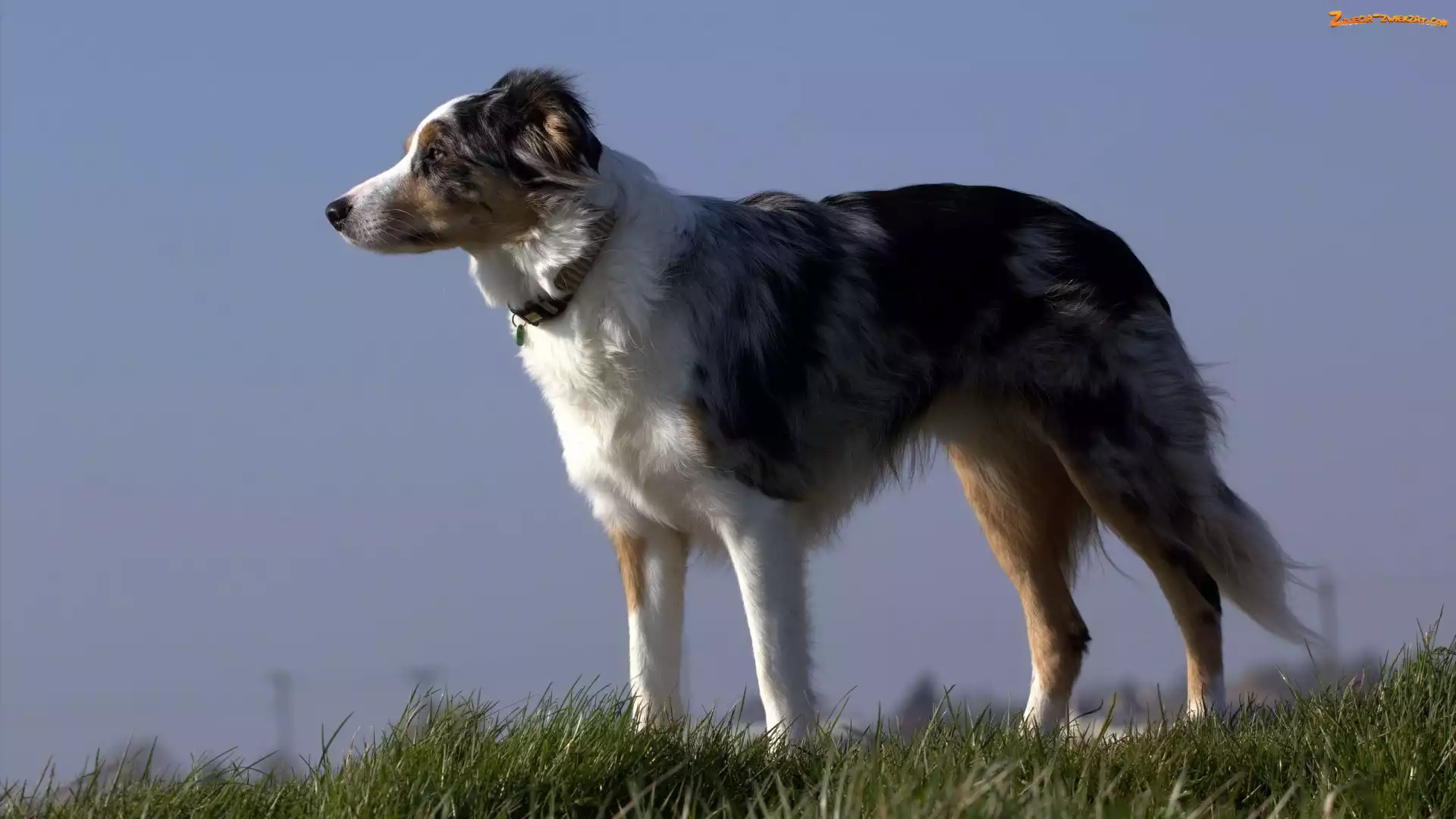 Border collie