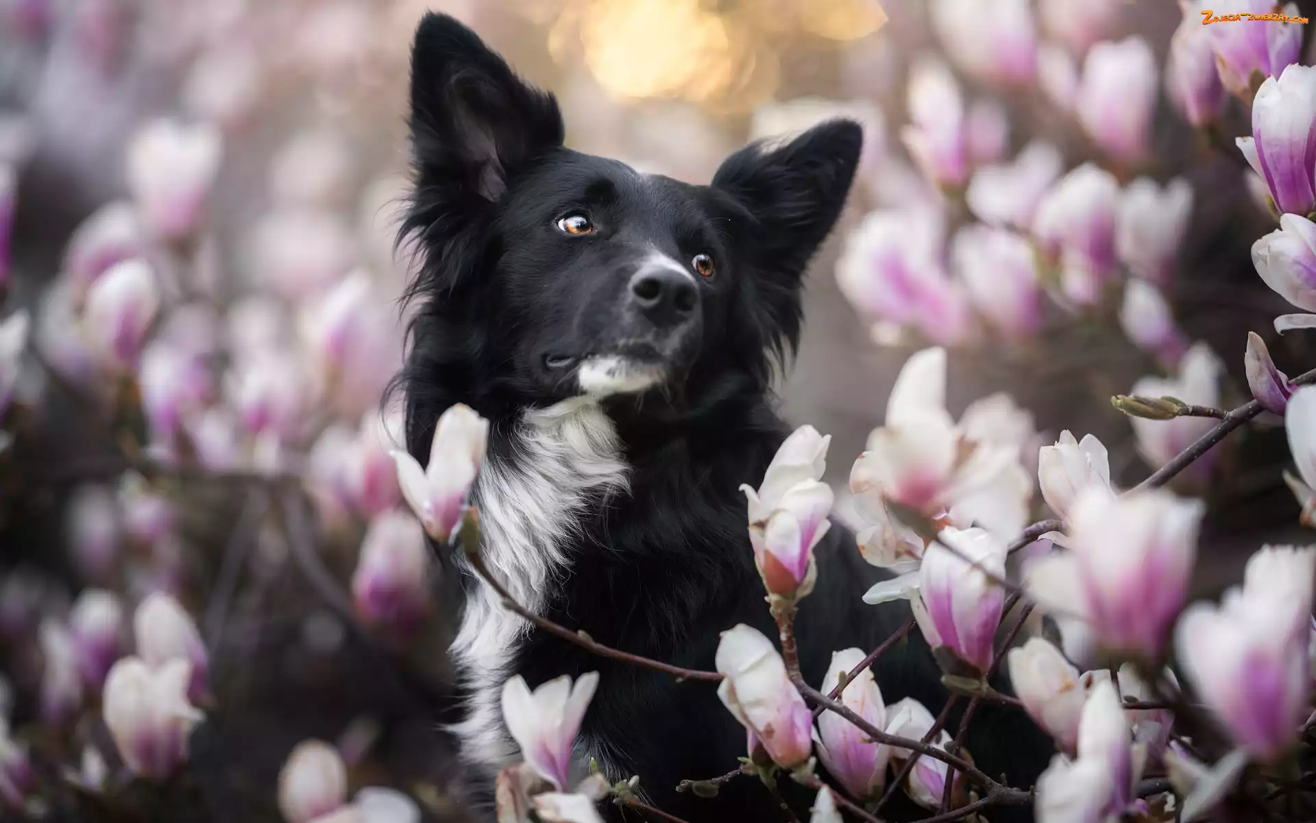 Pies, Border collie, Magnolia, Kwiaty