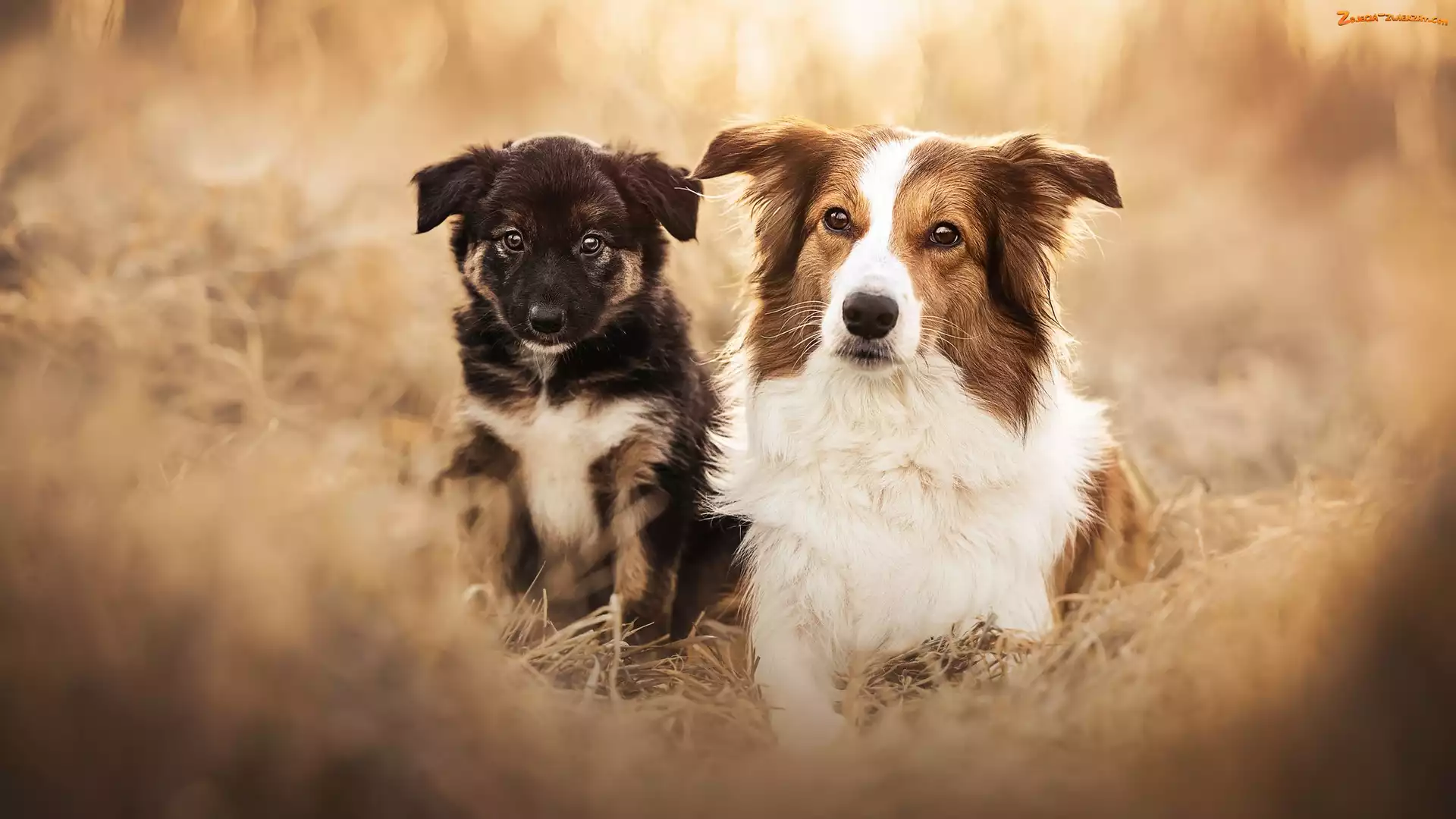 Pies, Border collie, Rozmycie, Szczeniak