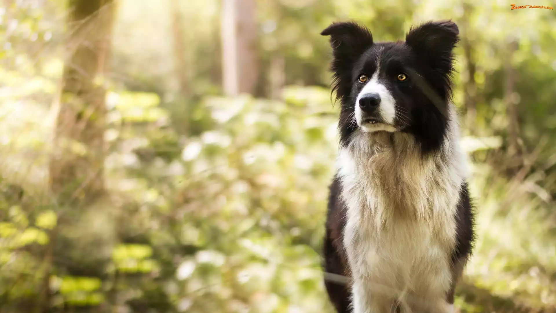 Border collie, Pies, Czarno-biały