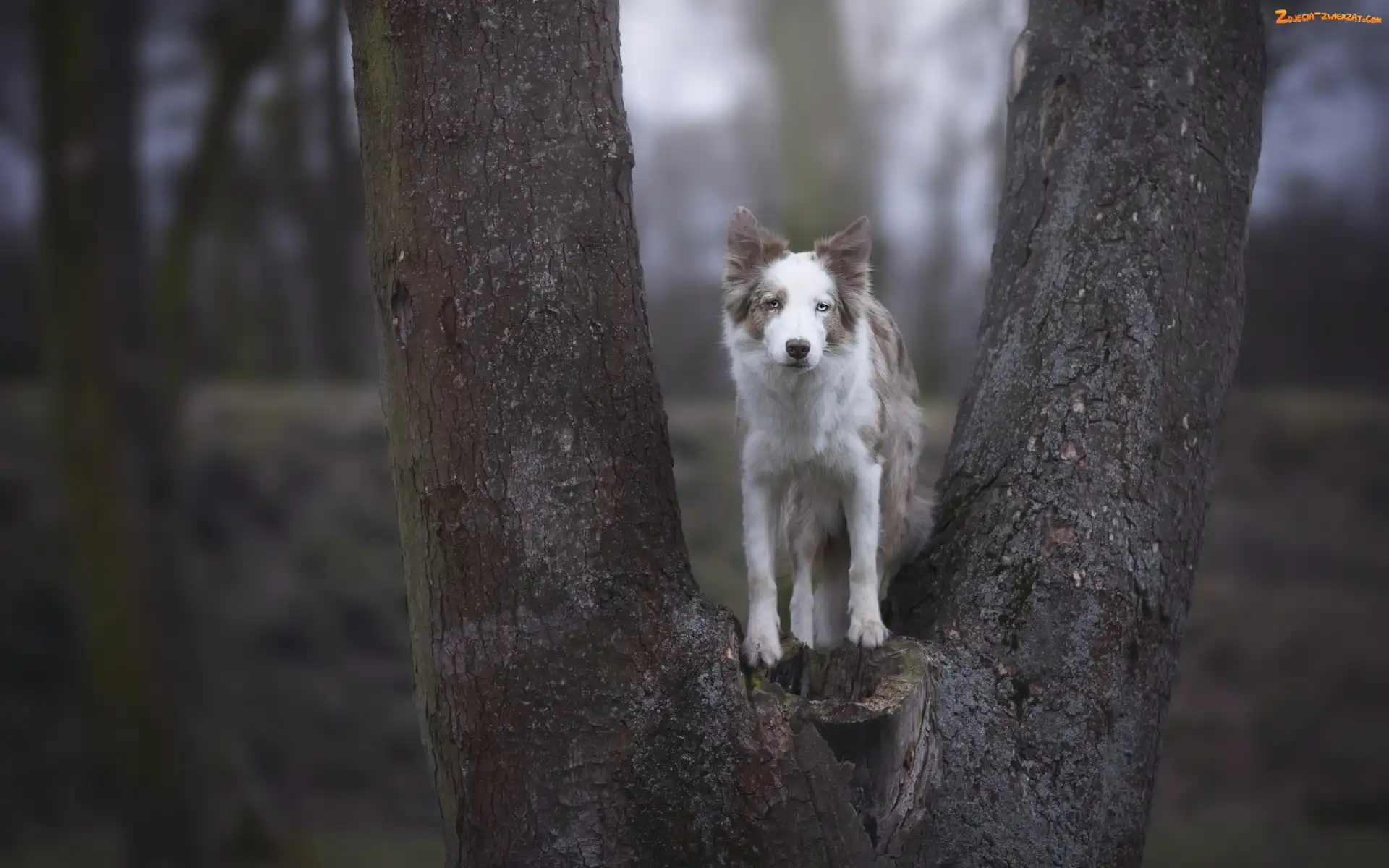 Border collie, Drzewo, Pies