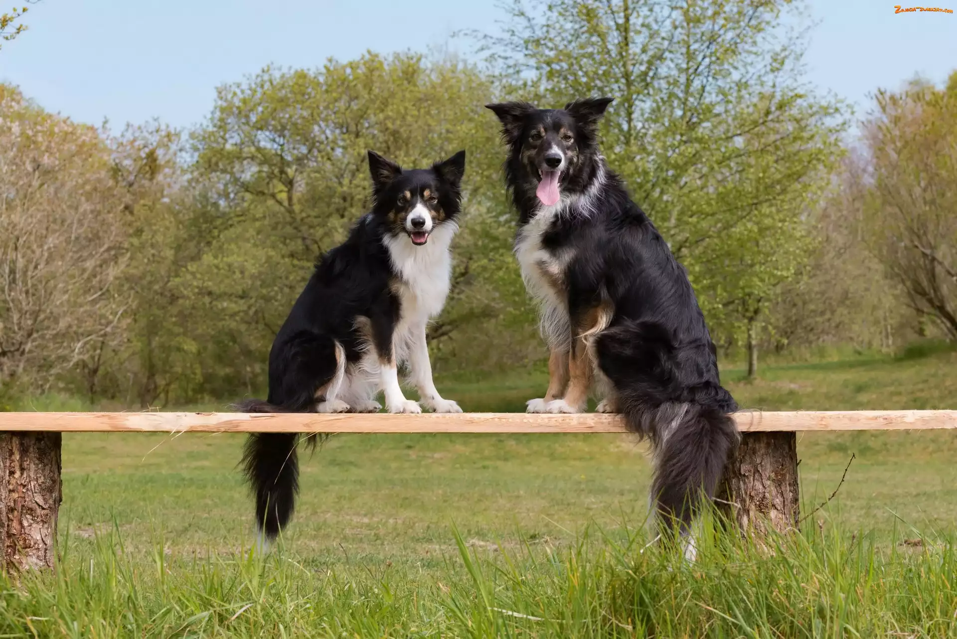 Border collie, Dwa, Psy