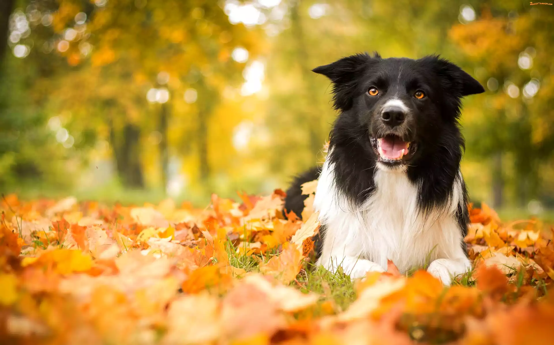 Border Collie, Jesień, Pies