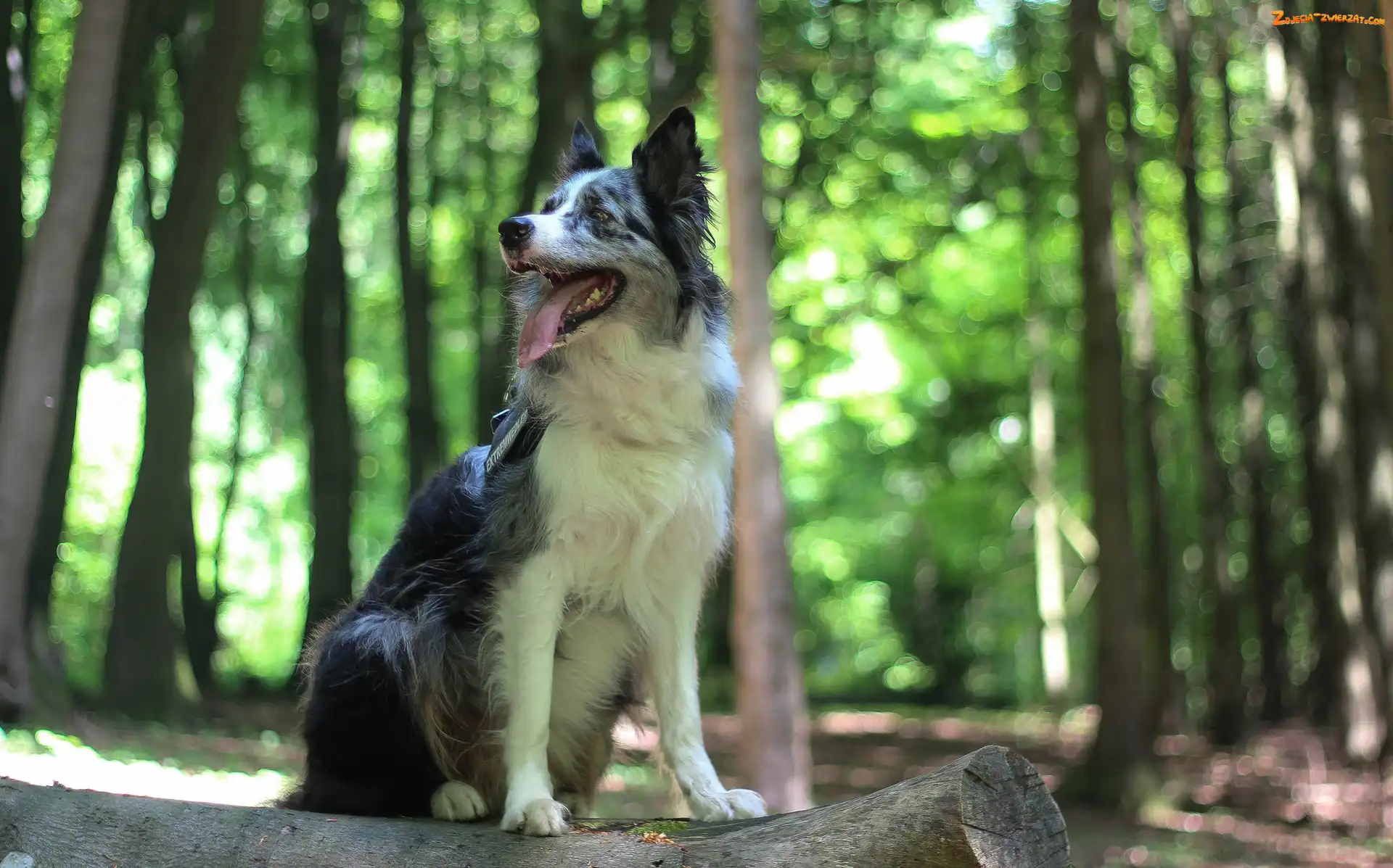 Bokeh, Border collie, Siedzący, Las, Drzewa, Pies, Kłoda