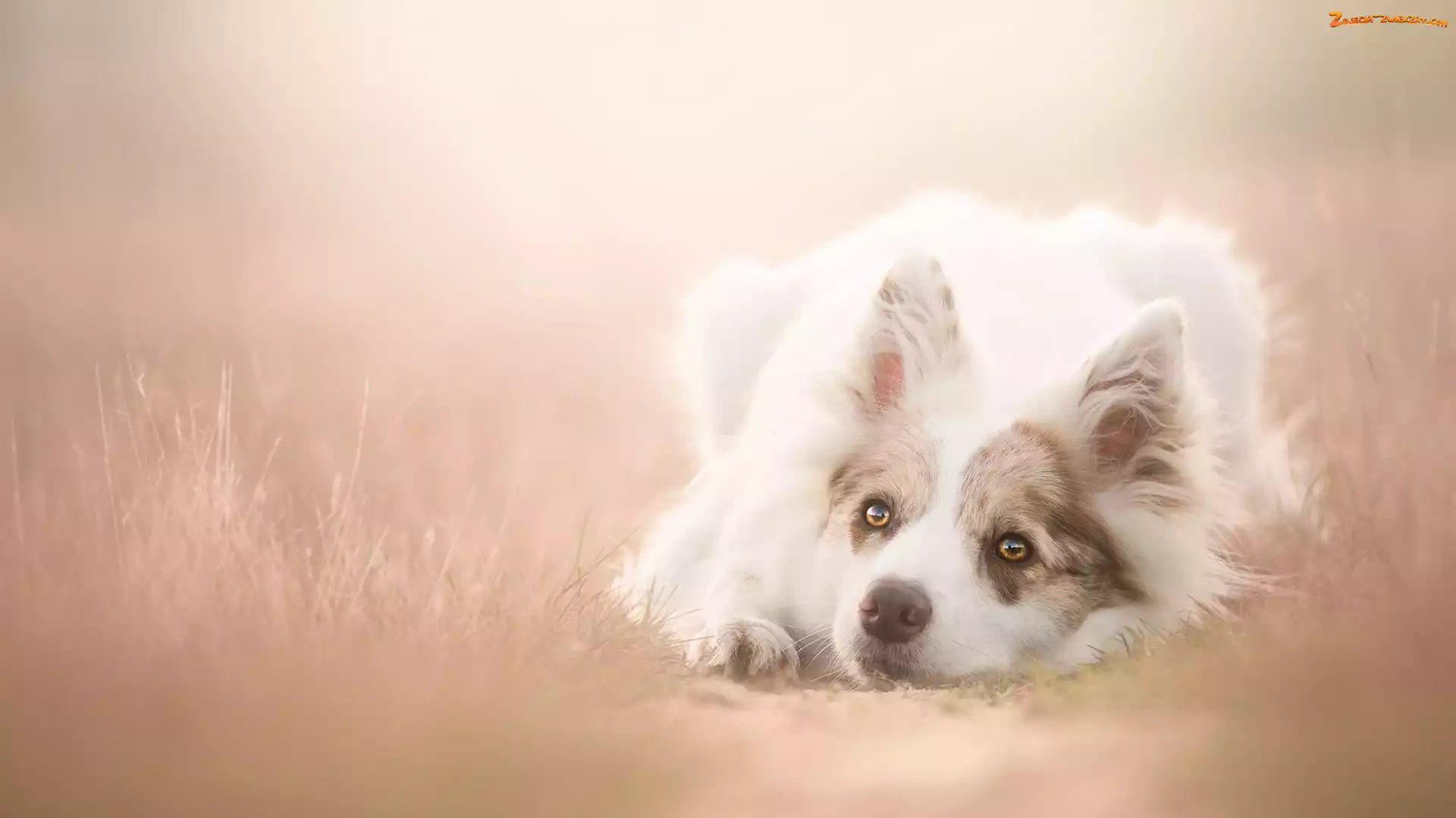 Border collie, Tło, Leżący, Rozmyte
