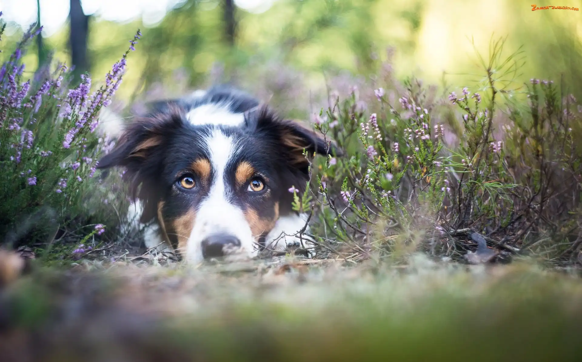 Border Collie, Wrzos, Leżący, Mordka