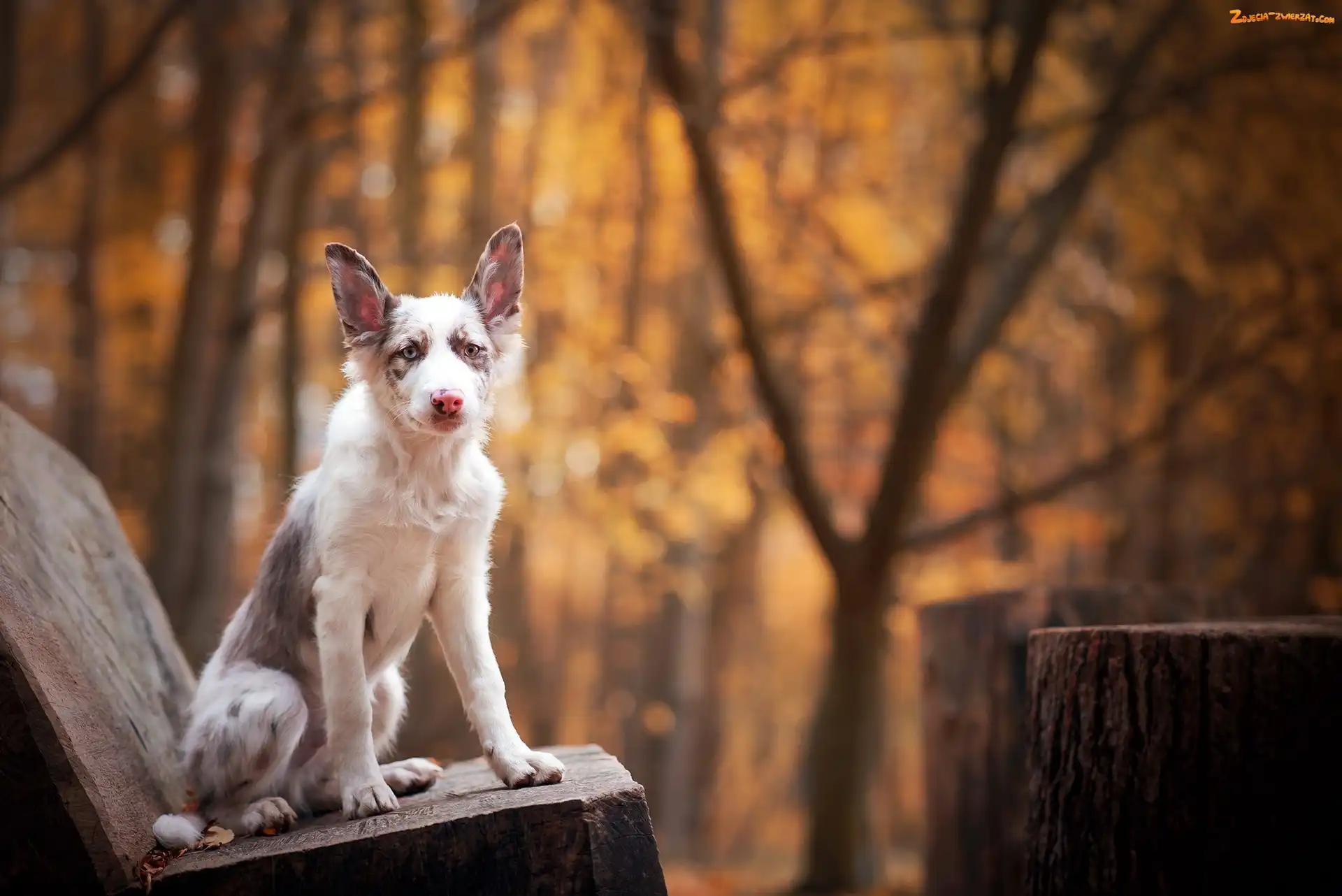 Ławka, Młody, Border collie