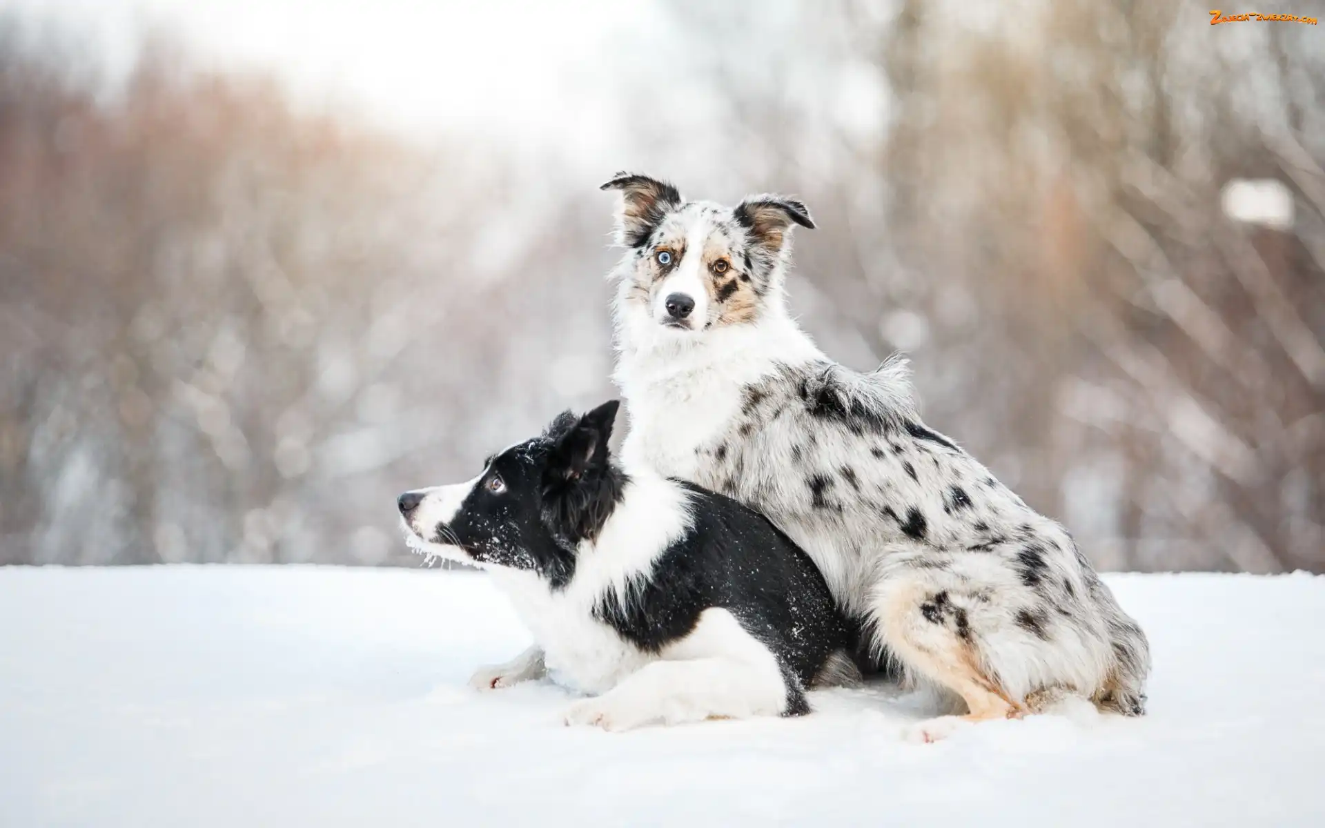 Śnieg, Border collie