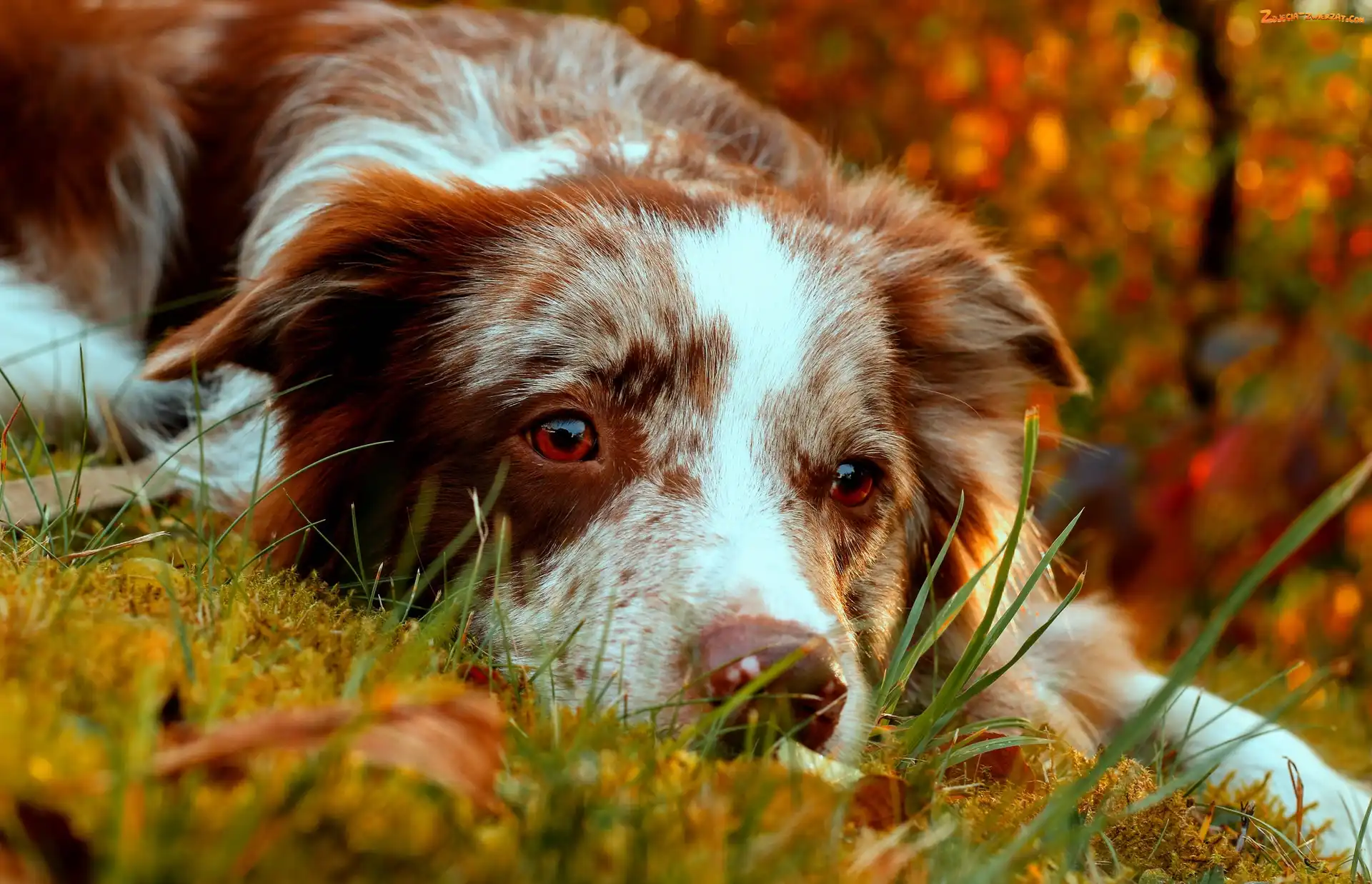 Odpoczynek, Border, Collie