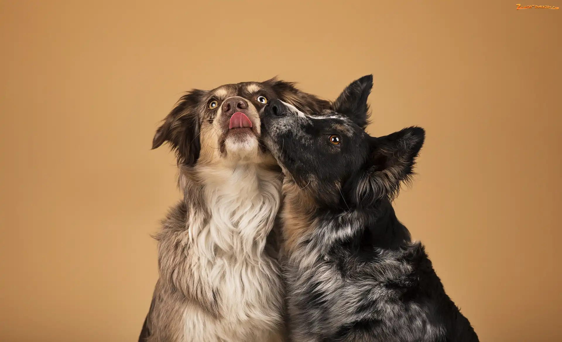Border collie, Przytuleni, Owczarek australijski