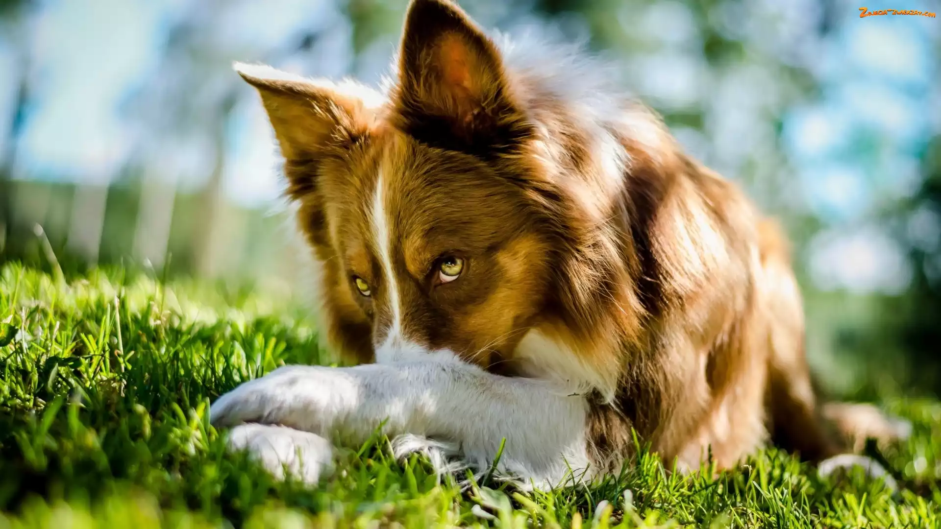 Łąka, Pies, Border Collie