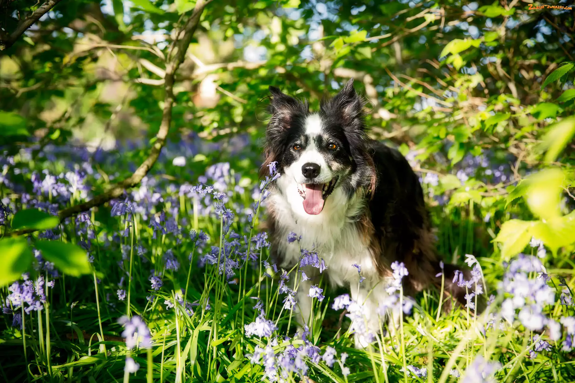 Border, Łąka, Pies, Collie