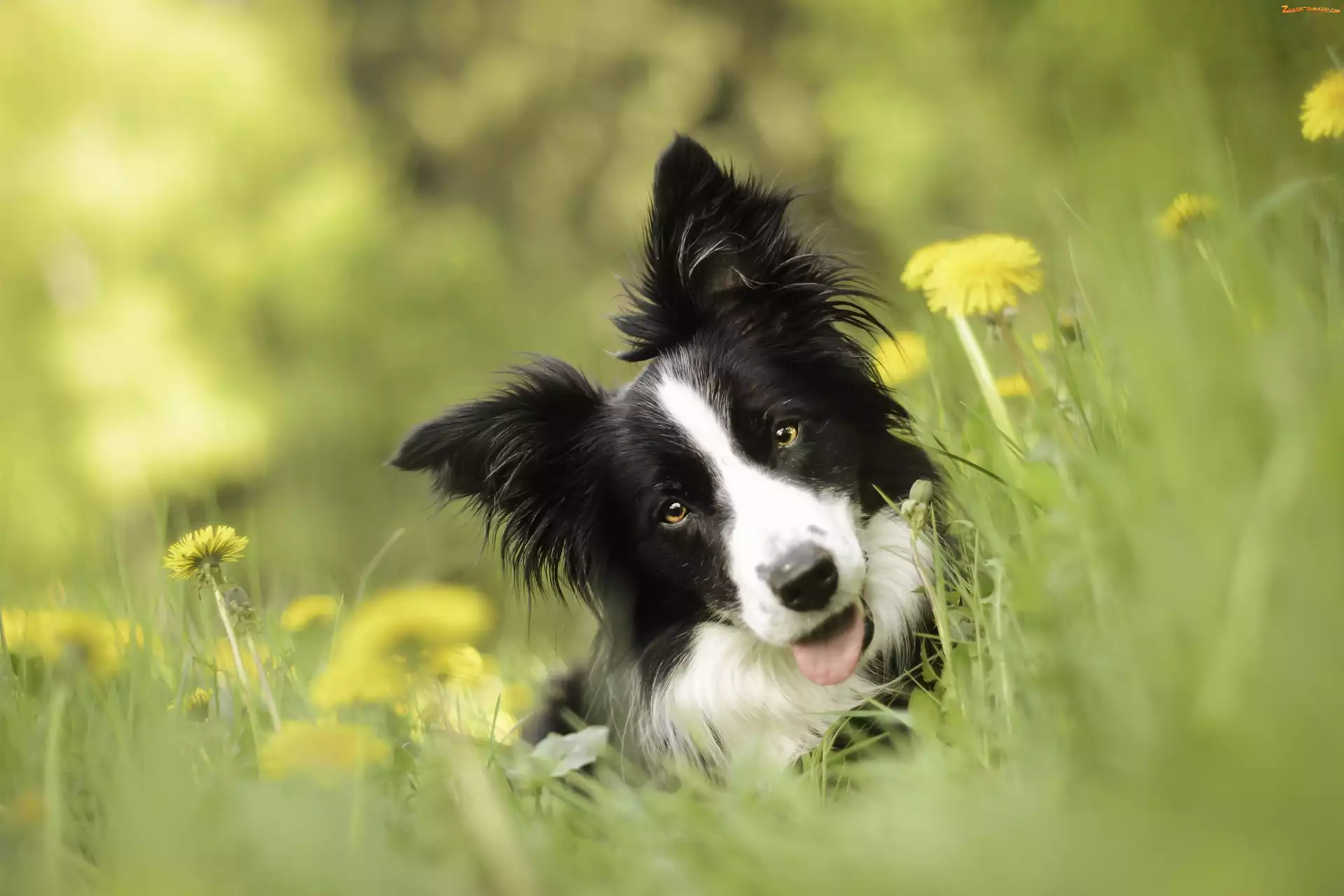 Łąka, Pies, Border Collie