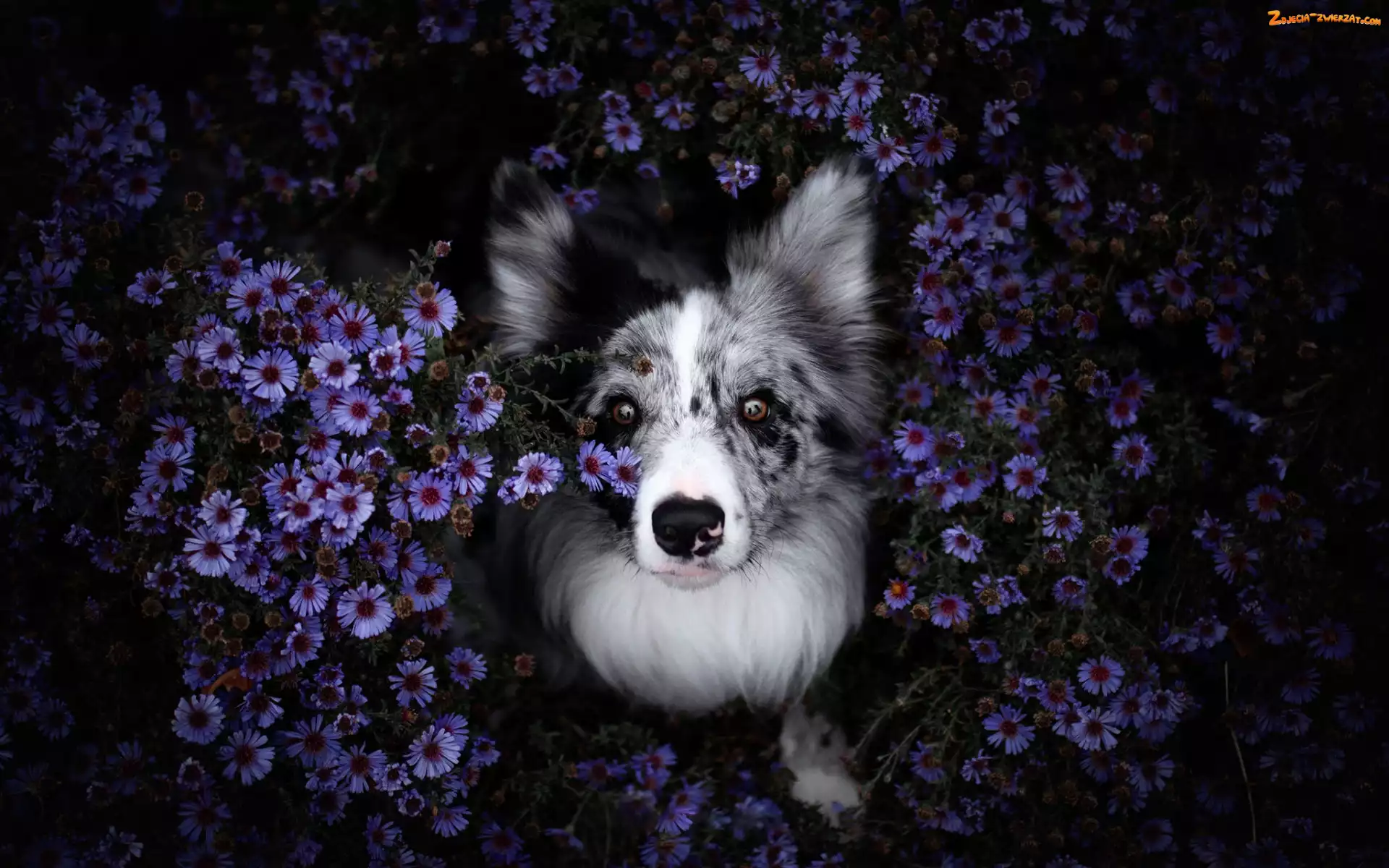 Border collie, Astry marcinki, Pies, Kwiaty