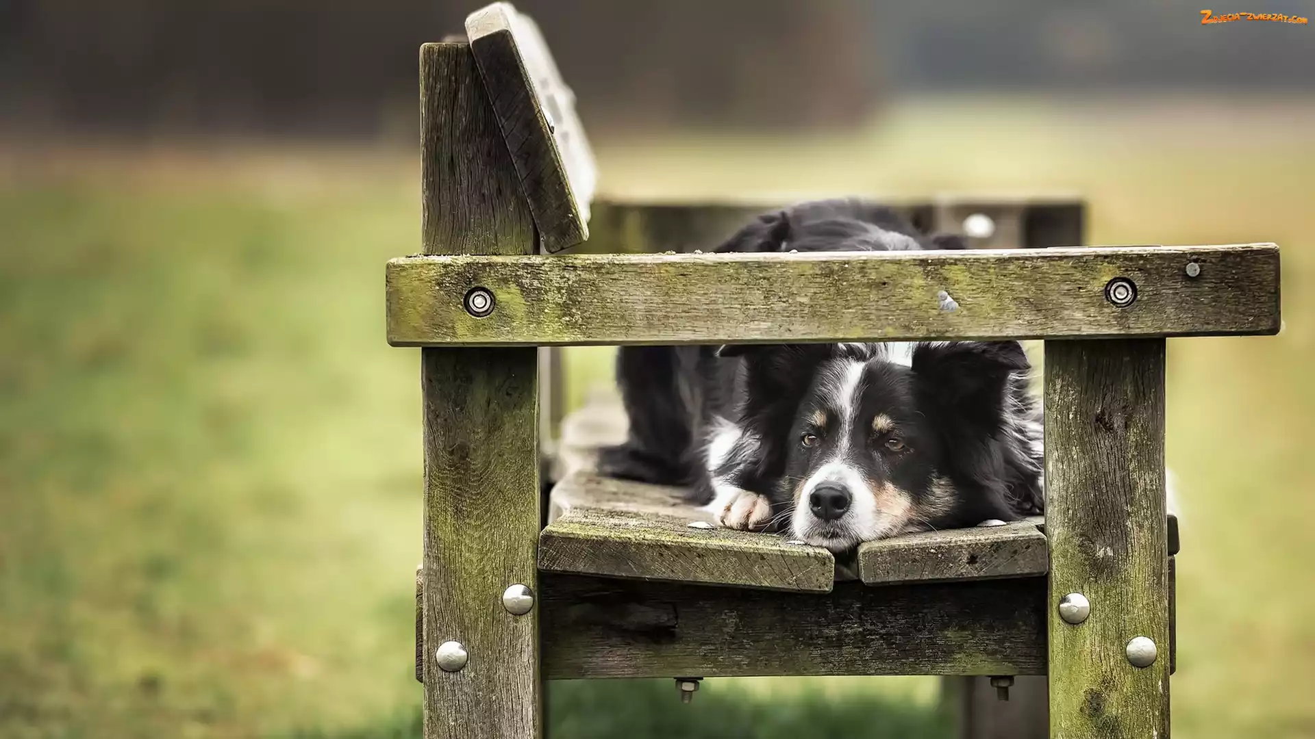 Ławka, Pies, Border collie