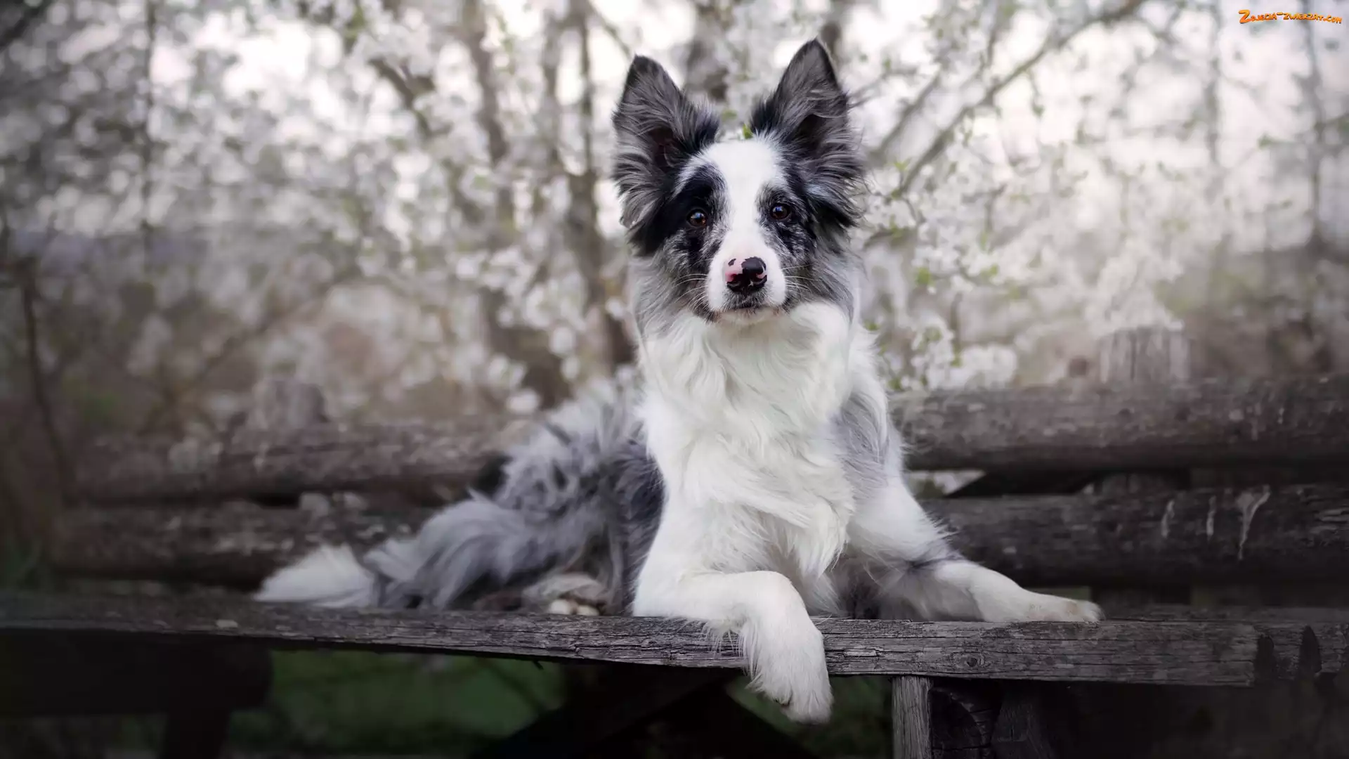 Border collie, Ławka, Pies, Mordka