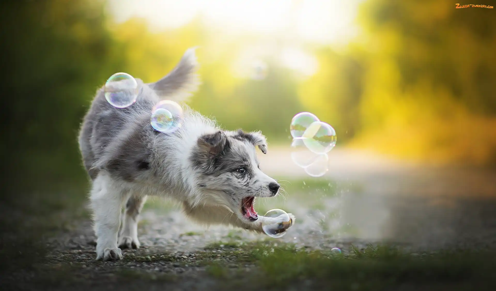 Border collie, Bańki, Pies, Zabawa
