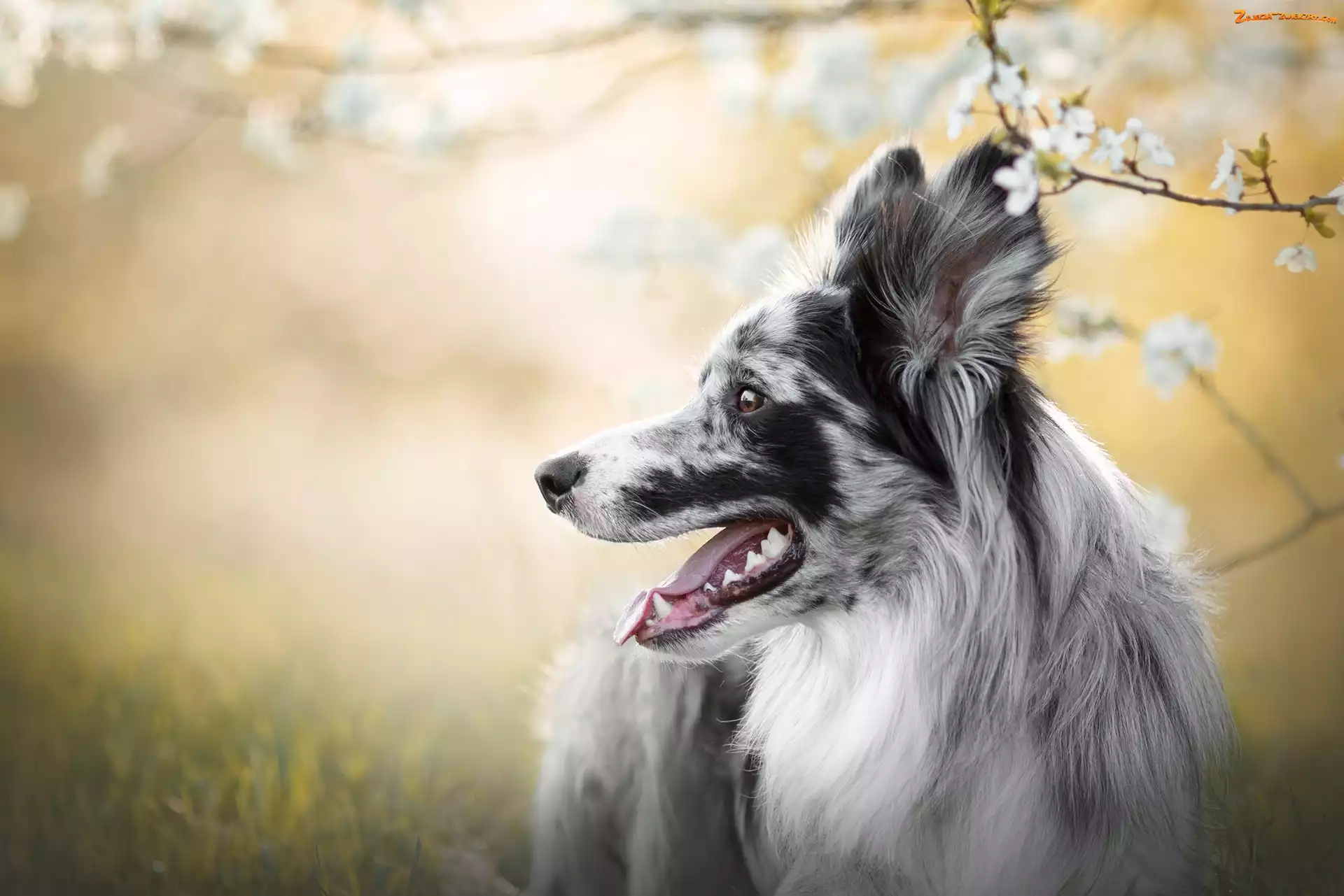 Border collie, Blue-merle, Pies, Umaszczenie