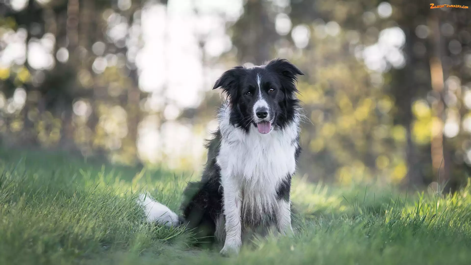 Border collie, Bokeh, Pies, Trawa