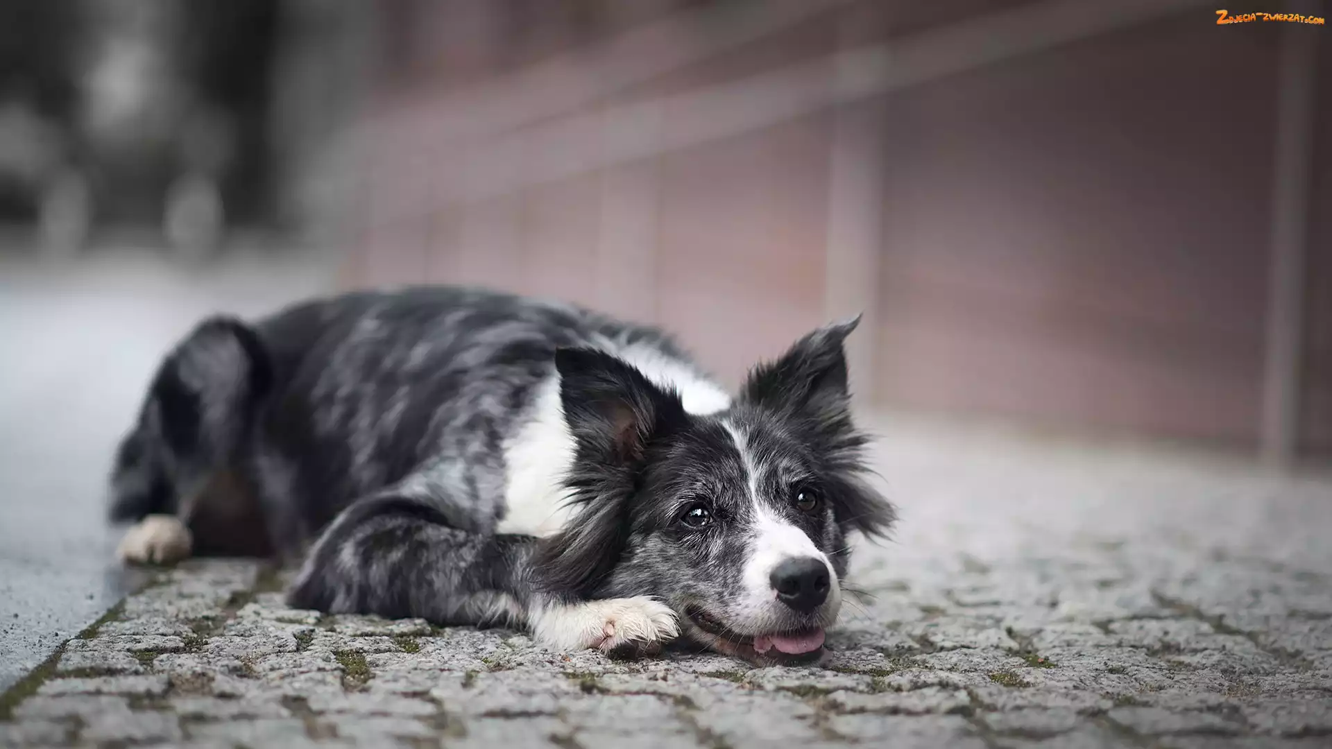 Border collie, Bruk, Pies, Mordka