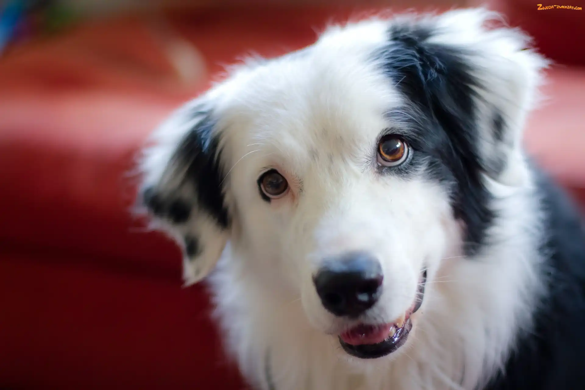 Pies, Border Collie