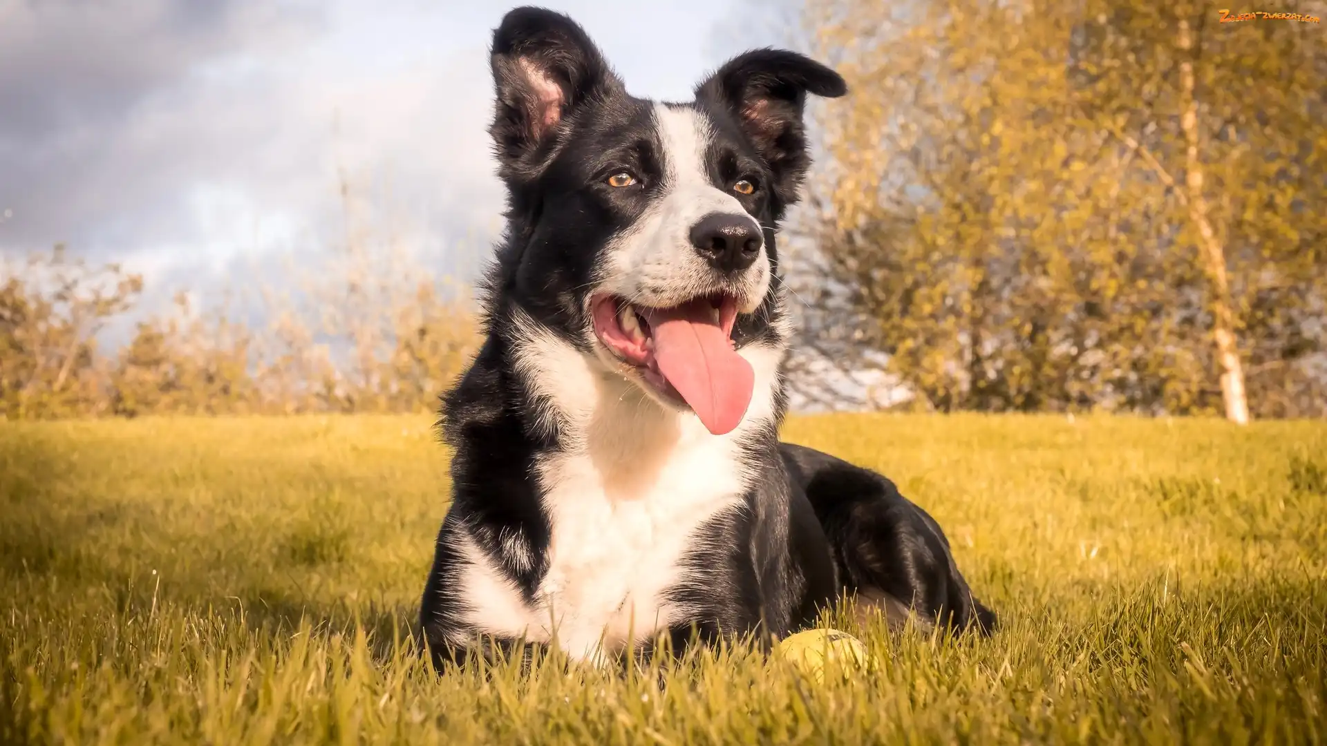 Border collie, Pies, Łąka