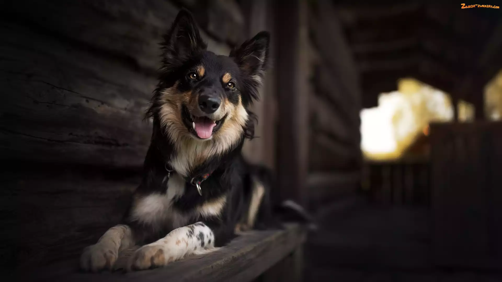 Border Collie, Dom, Pies, Ławka