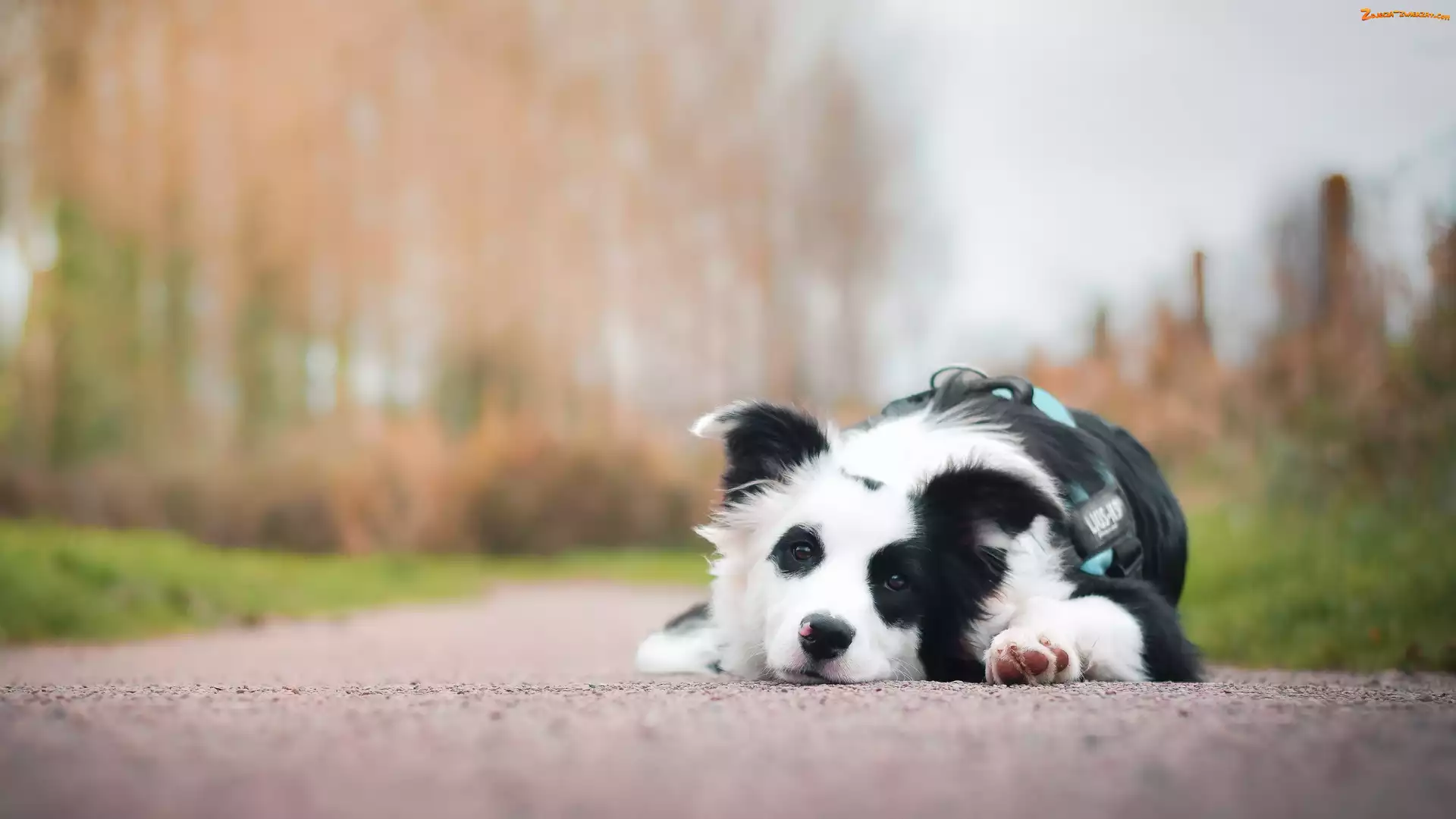 Border, Droga, Pies, Collie