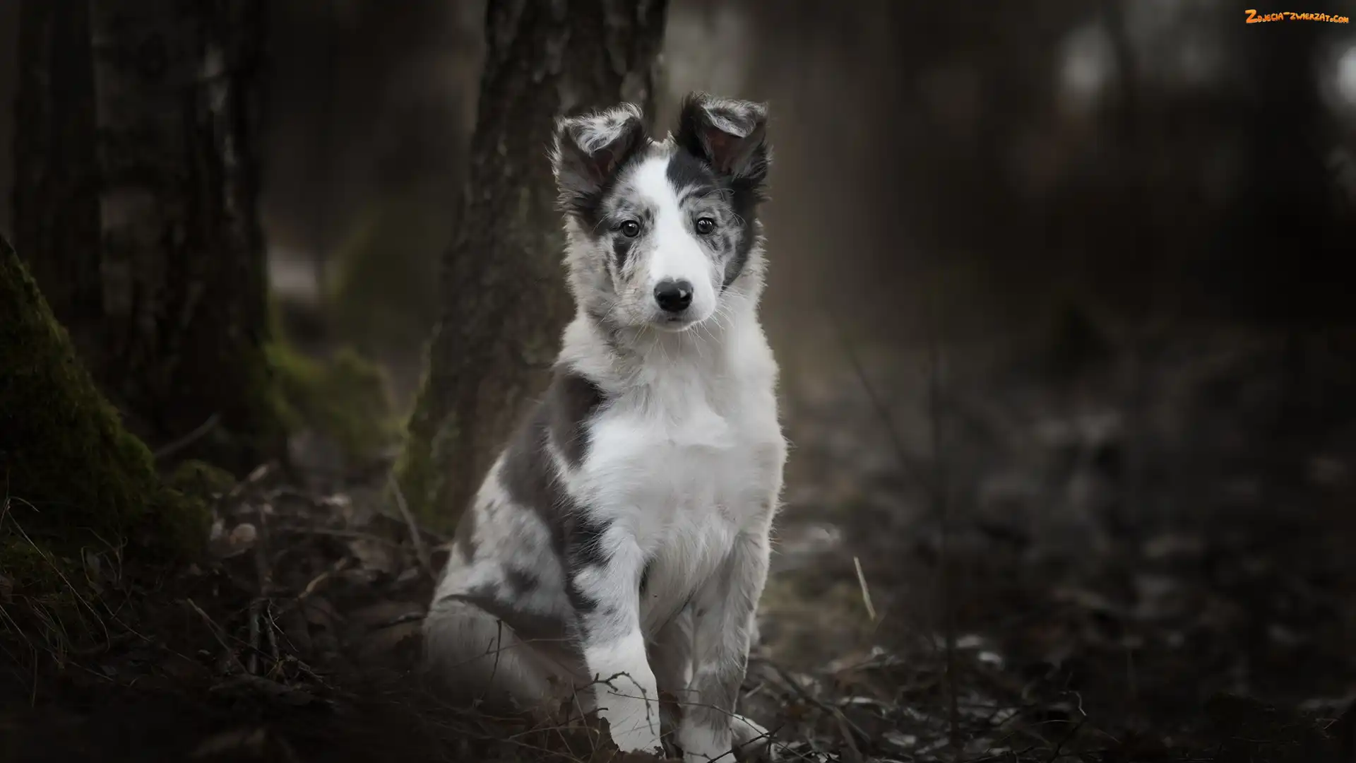 Border collie, Drzewa, Pies, Szczeniak