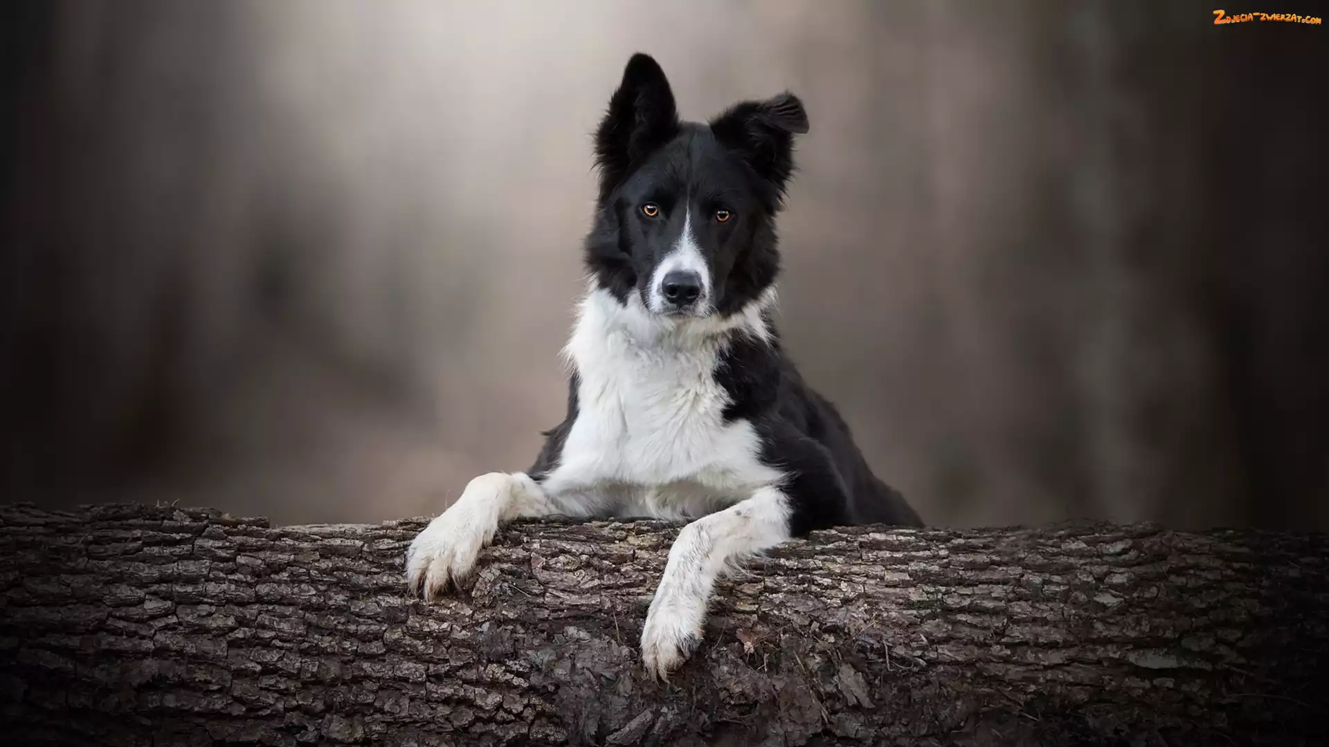 Border collie, Drzewo, Pies, Mordka
