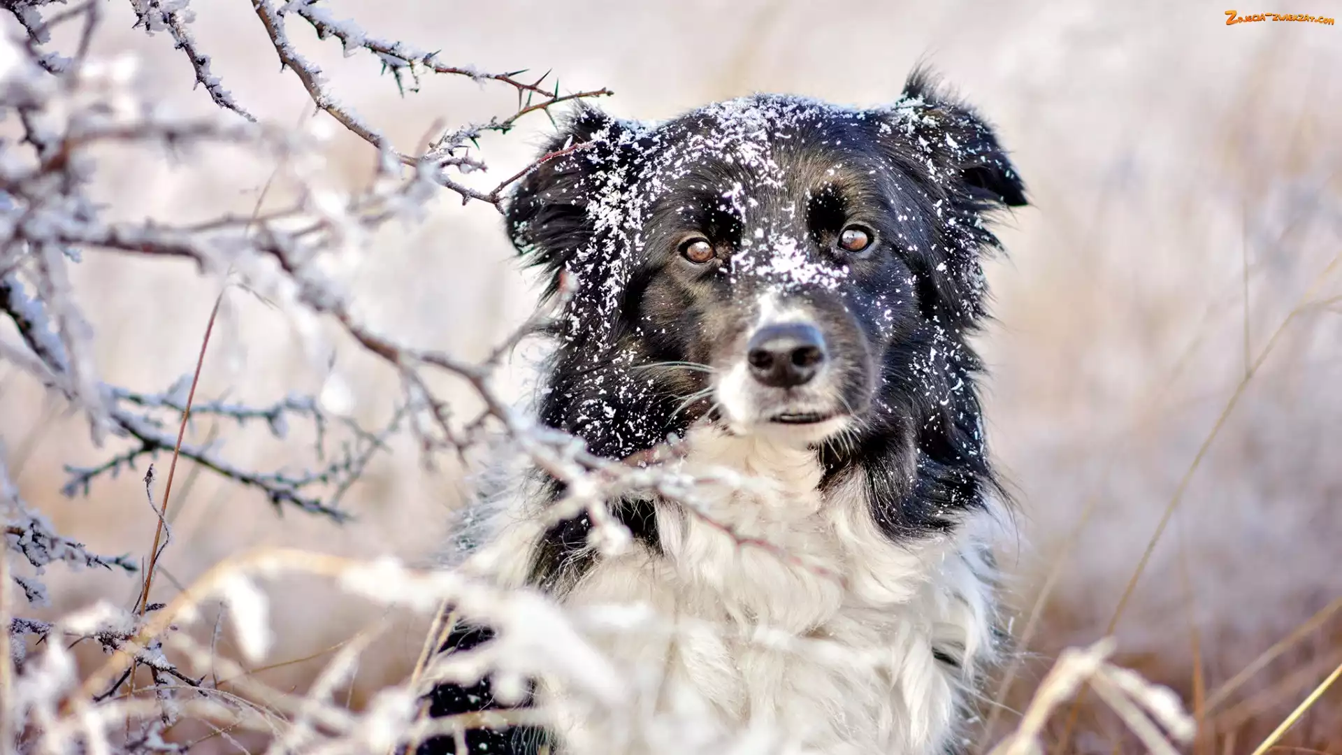 Border collie, Gałązki, Pies, Śnieg