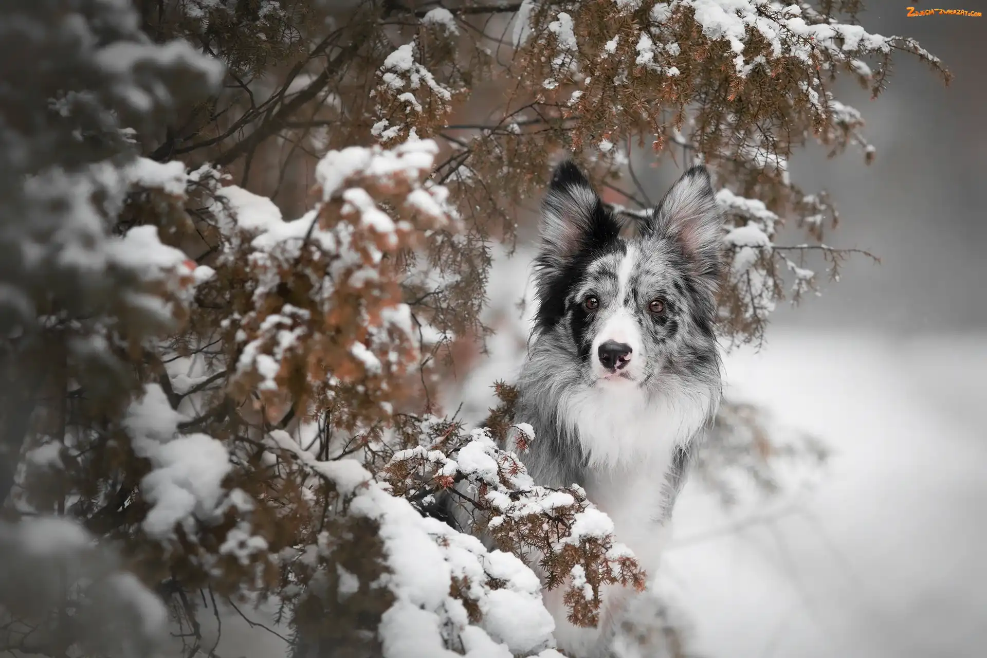Border collie, Gałązki, Pies, Ośnieżone