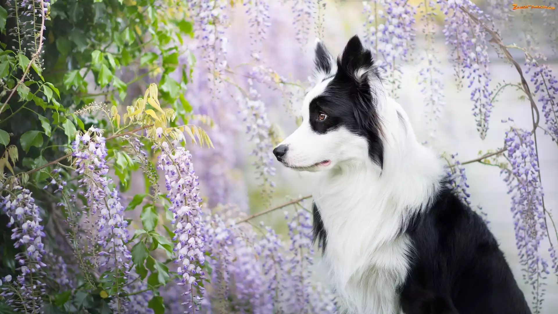 Border collie, Glicynia, Pies, Kwiaty