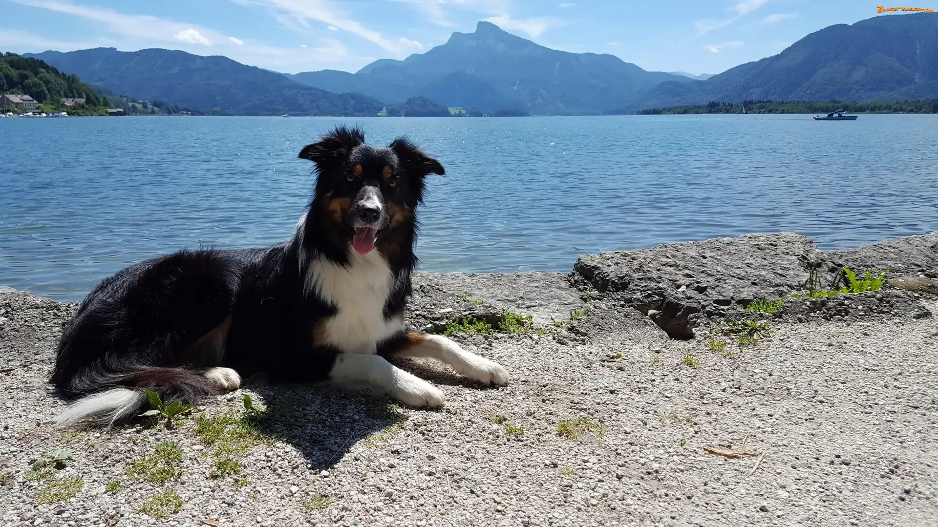 Border collie, Góry, Pies, Jezioro