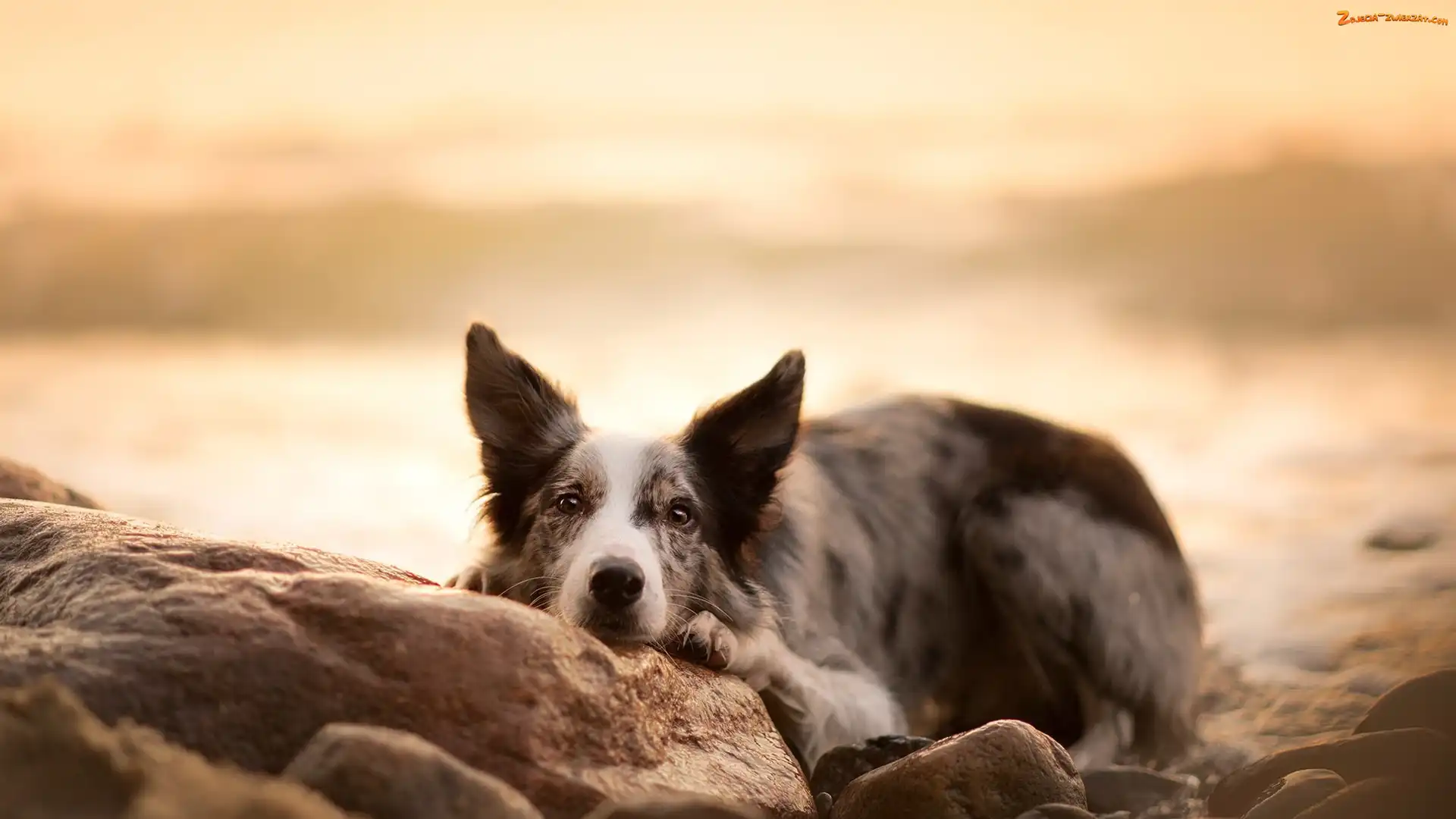 Border collie, Kamienie, Pies, Mordka