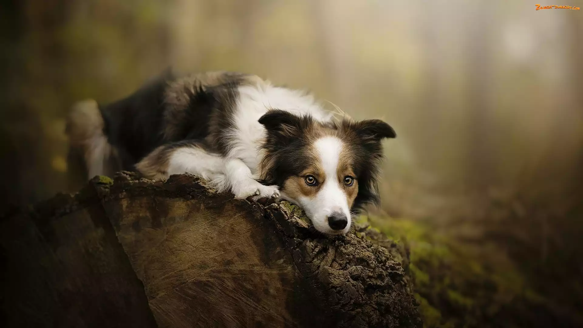 Border collie, Kłoda, Pies, Mordka