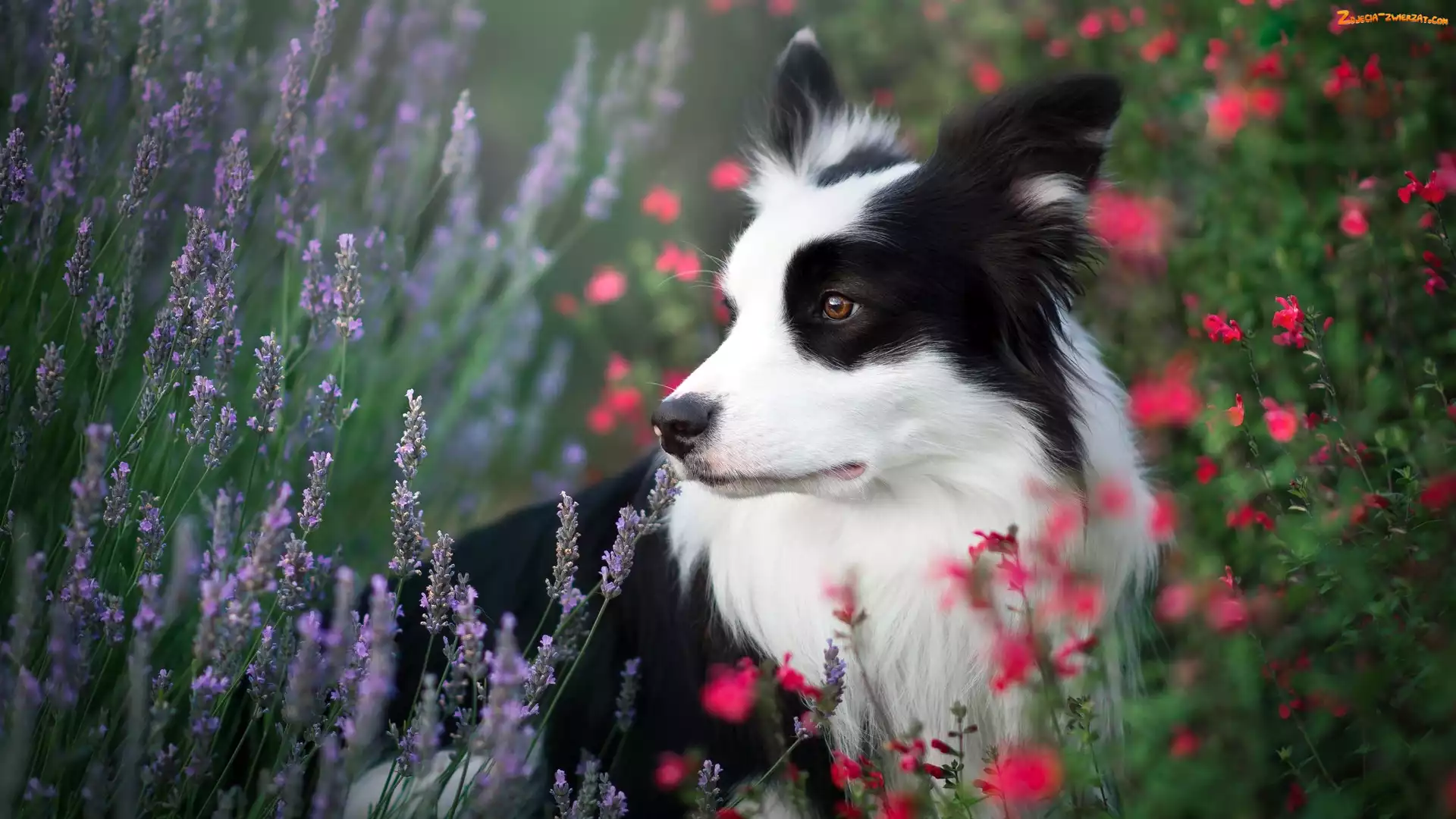 Border collie, Kwiaty, Pies, Łąka