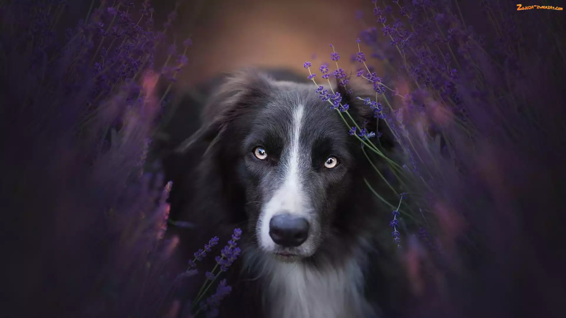 Border collie, Lawenda, Pies, Mordka