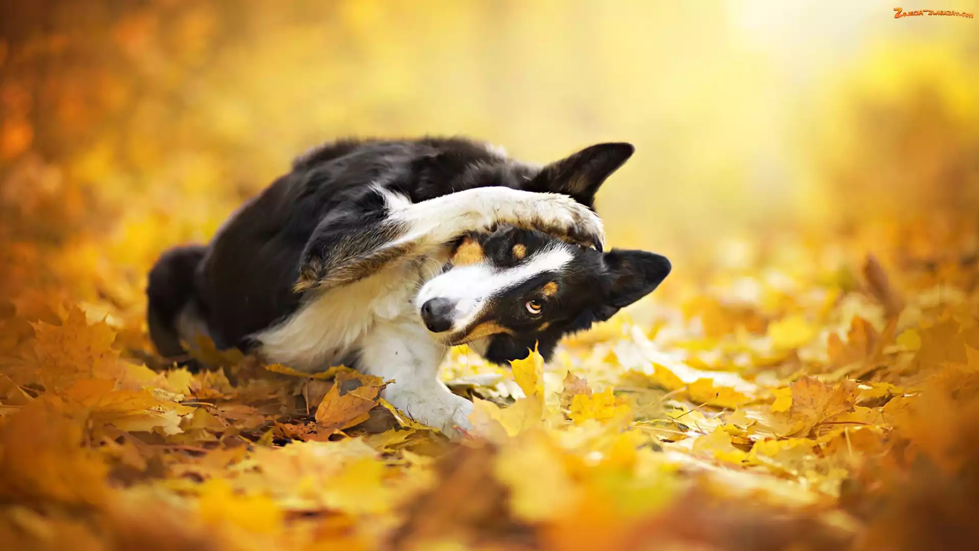Border collie, Liście, Pies, Żółte