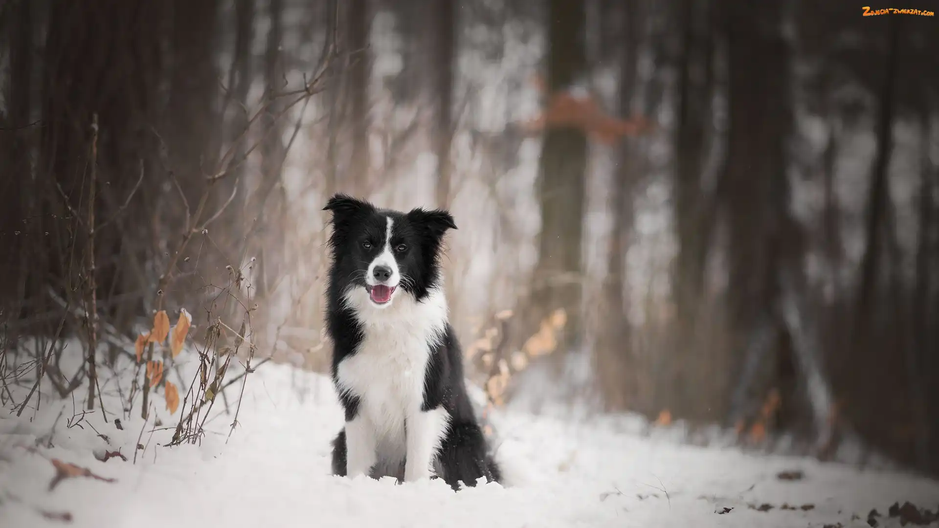 Border collie, Śnieg, Pies, Las