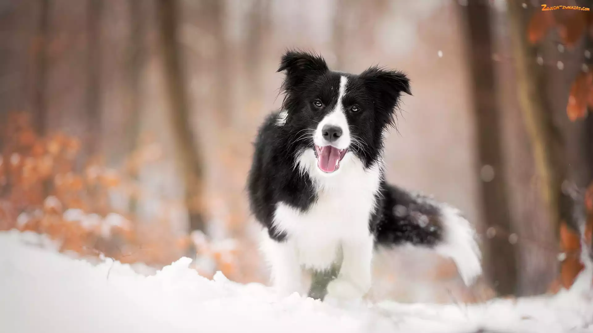 Border collie, Śnieg, Pies, Mordka