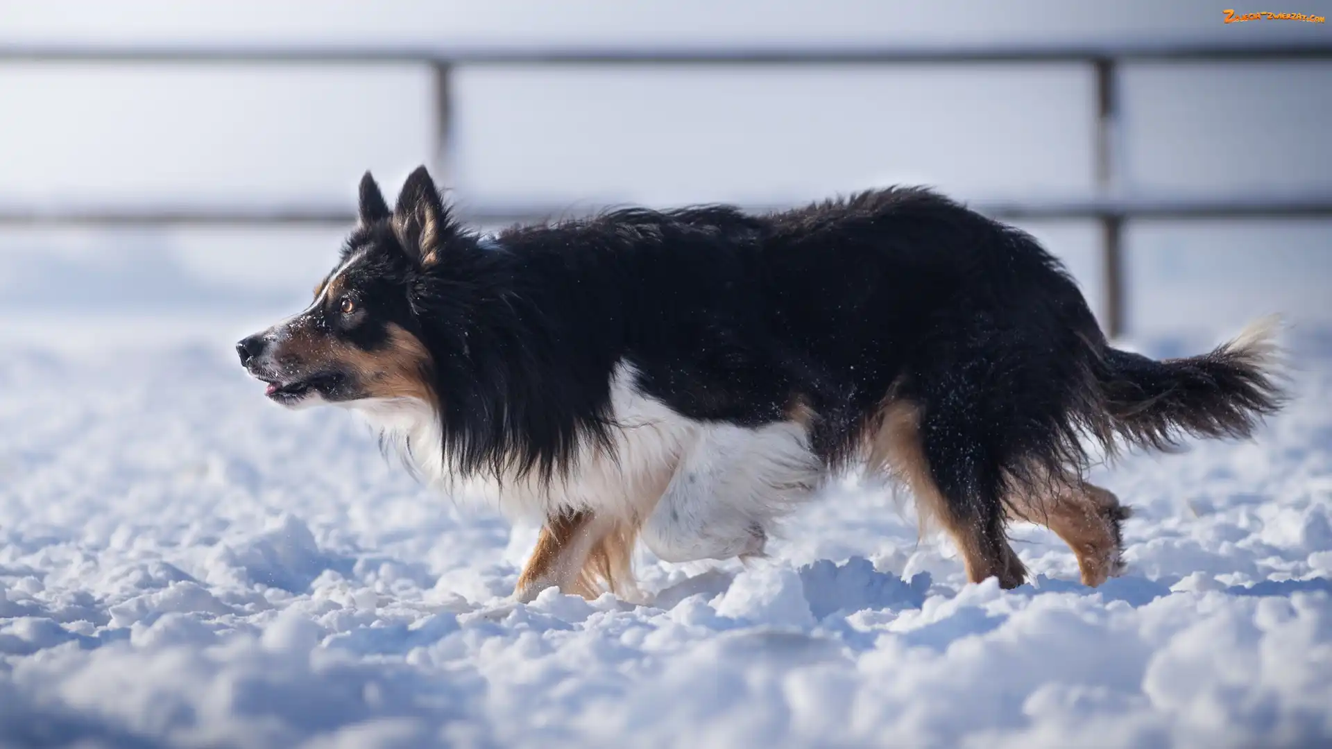 Śnieg, Pies, Border collie