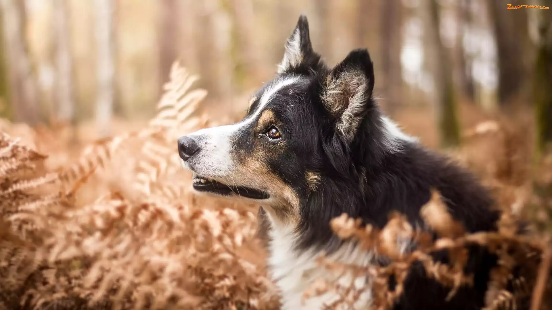 Border collie, Paprocie, Pies, Rośliny