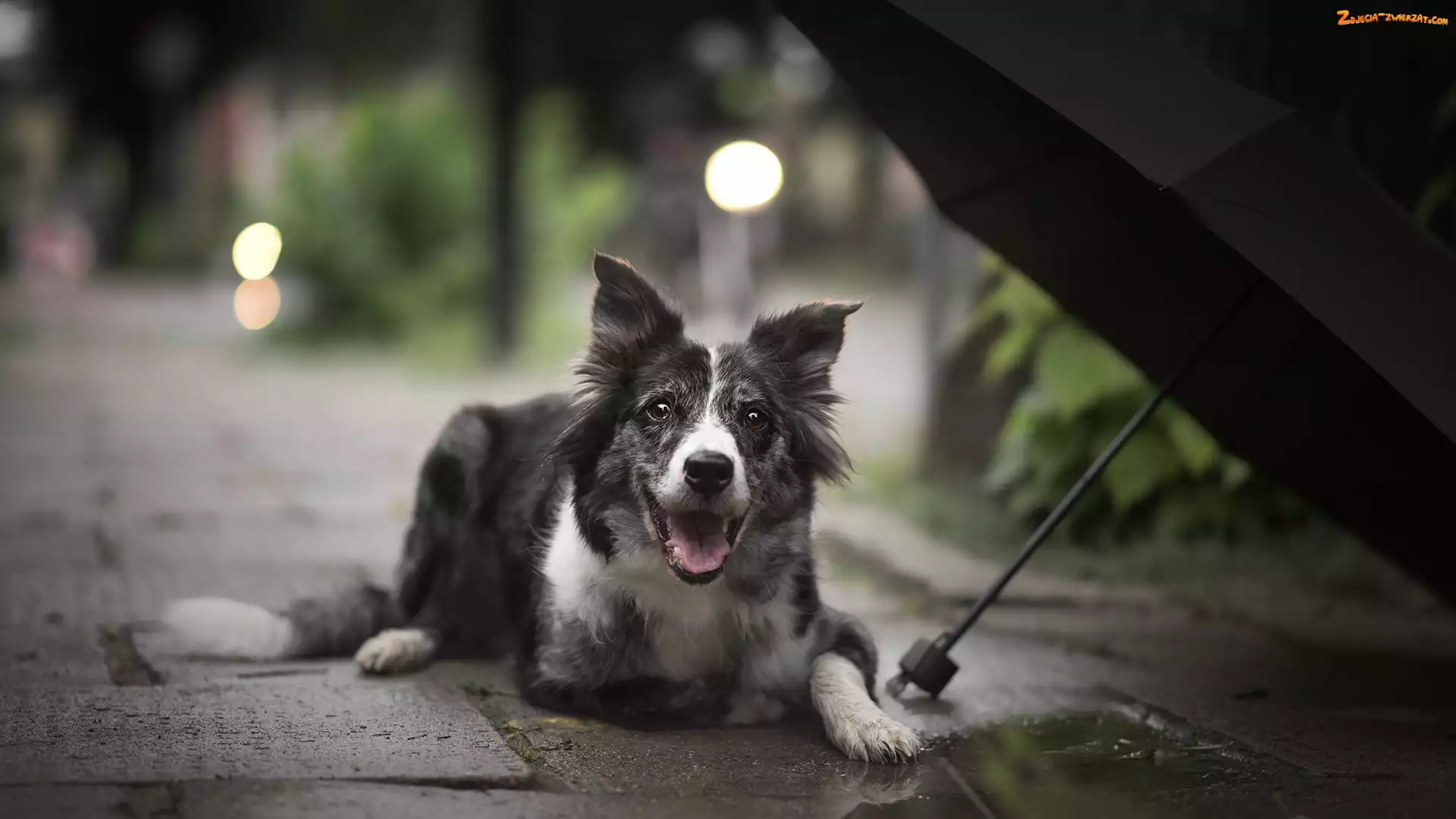 Border collie, Parasol, Pies, Chodnik