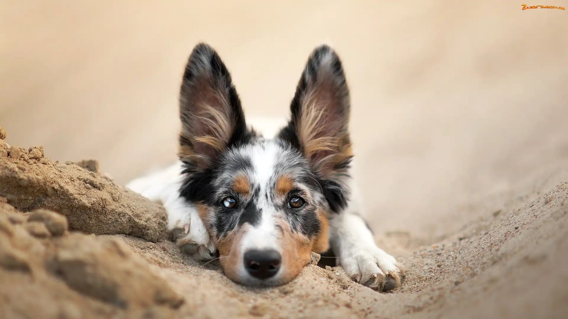 Border collie, Piasek, Pies, Mordka