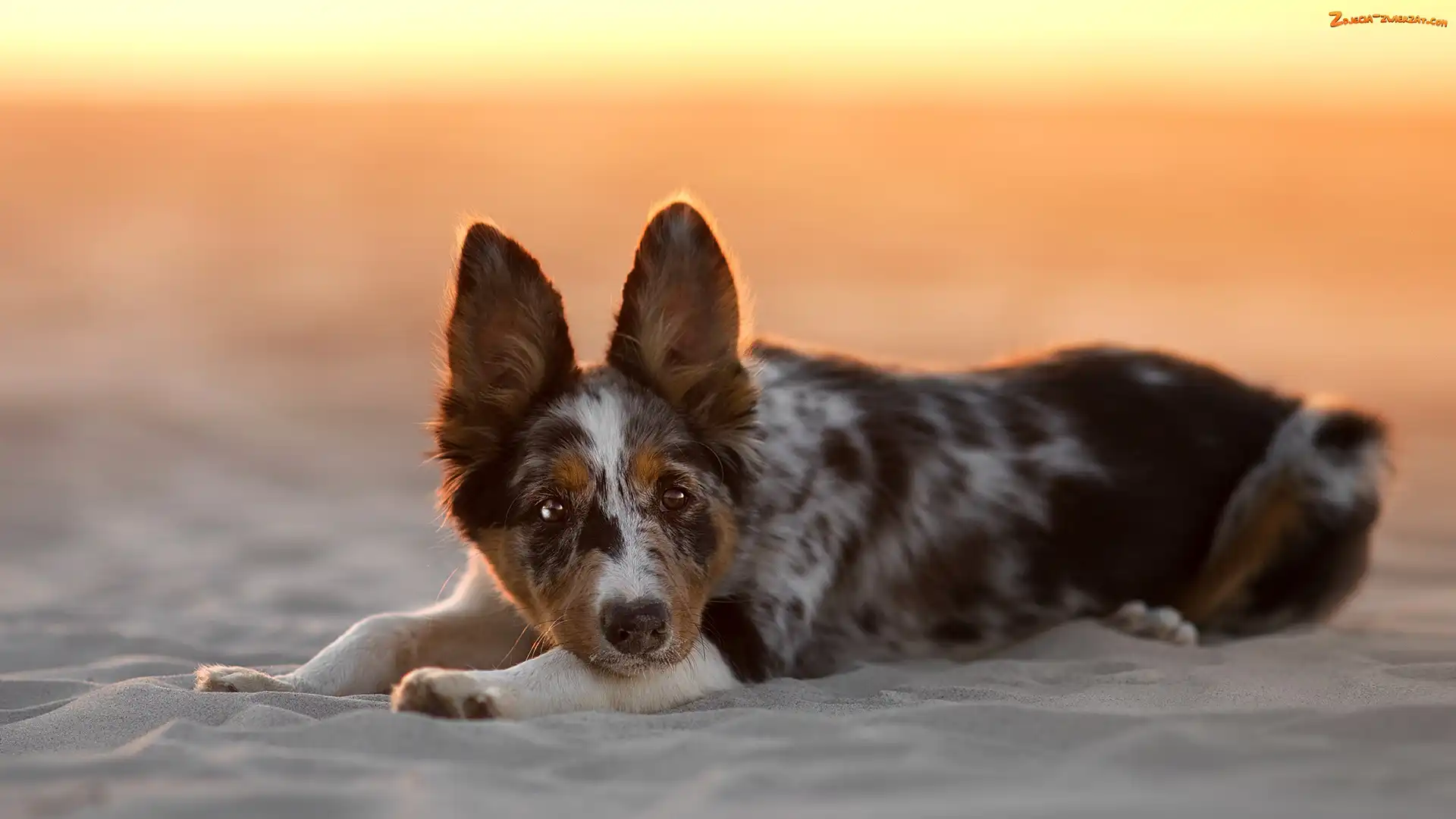 Border collie, Piasek, Pies, Plaża
