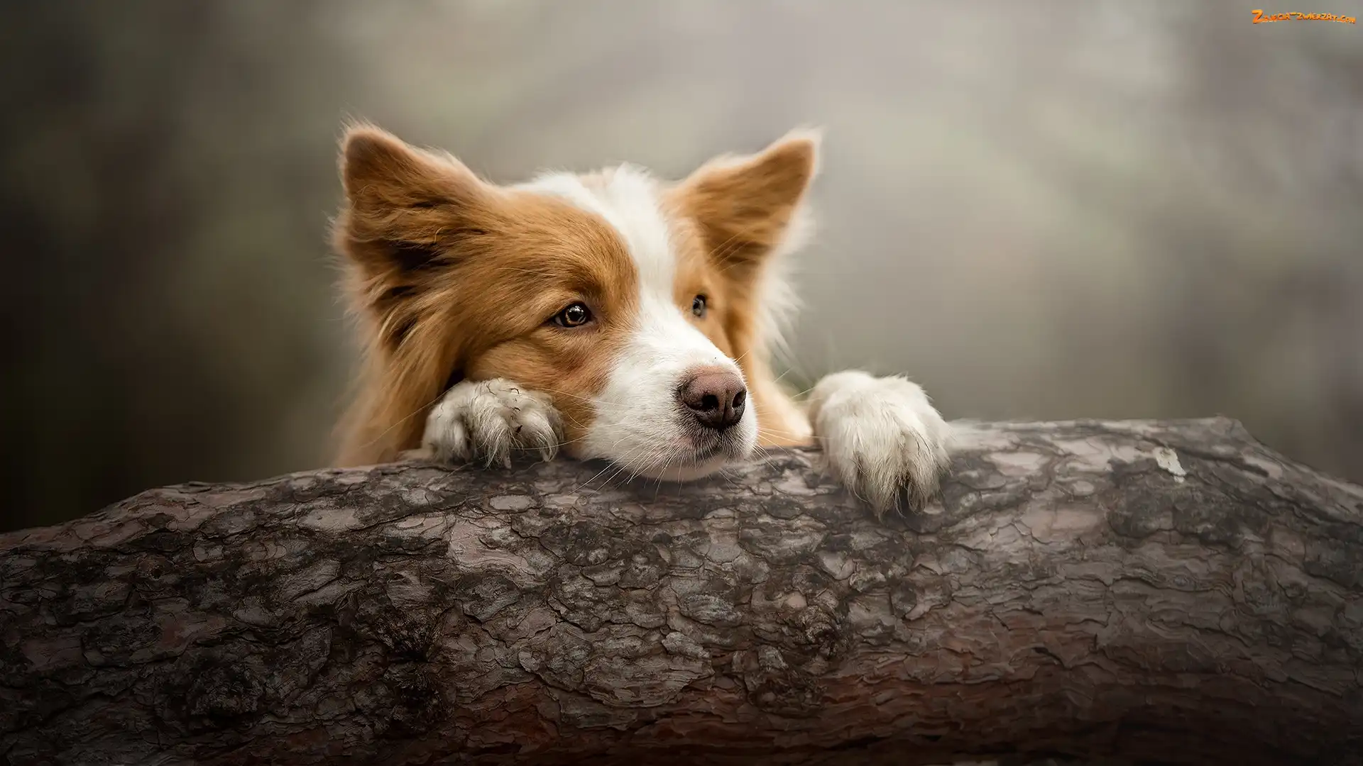 Border collie, Pień, Pies, Mordka