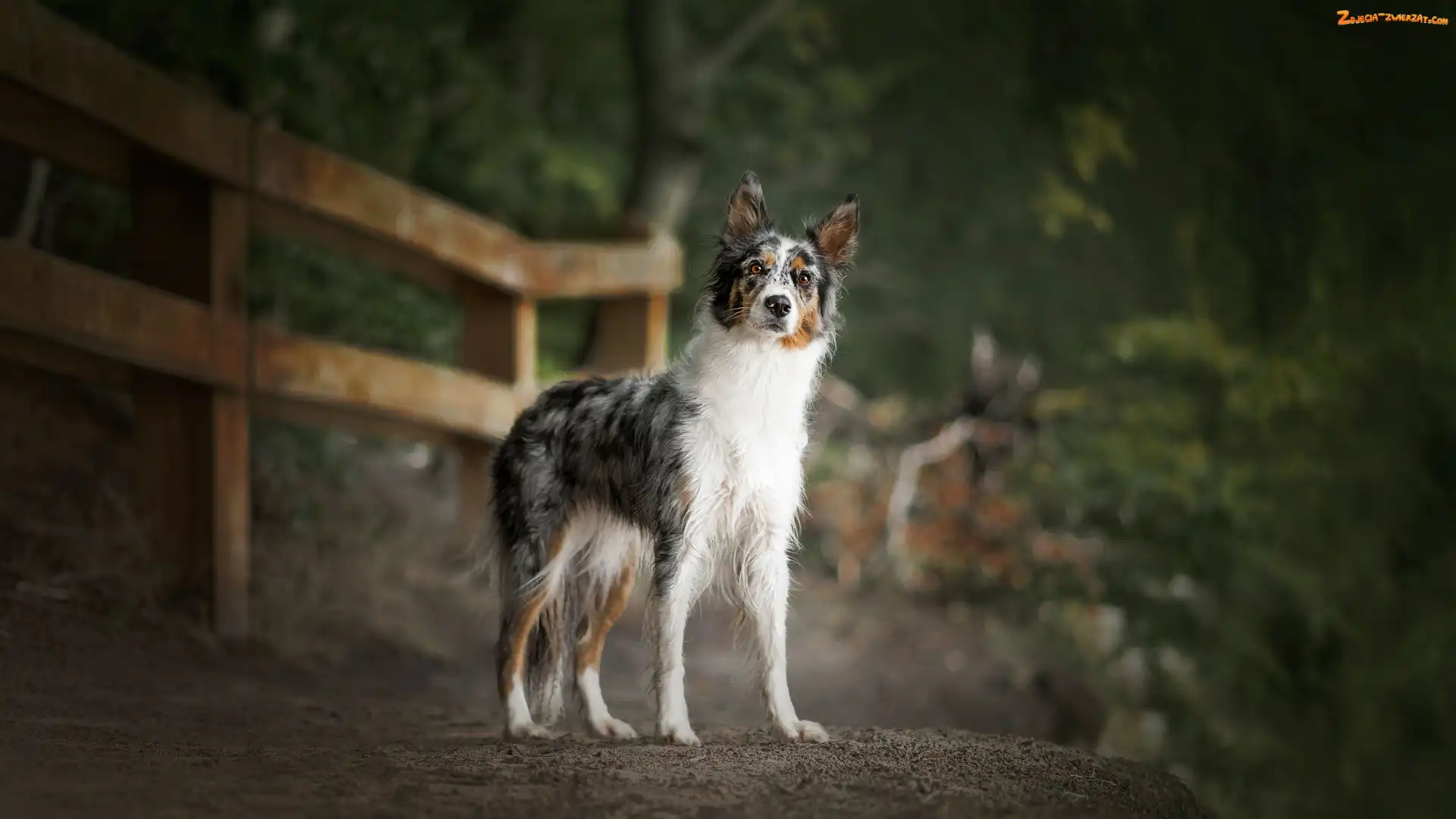 Border collie, Płot, Pies, Droga