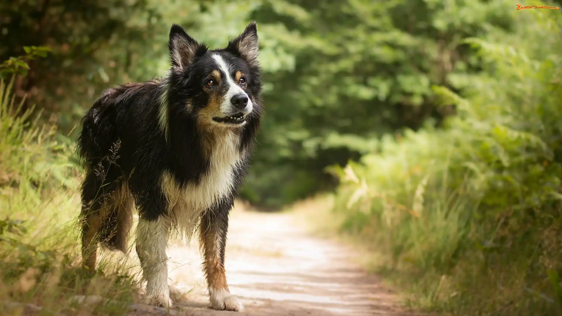 Border collie, Rośliny, Pies, Ścieżka